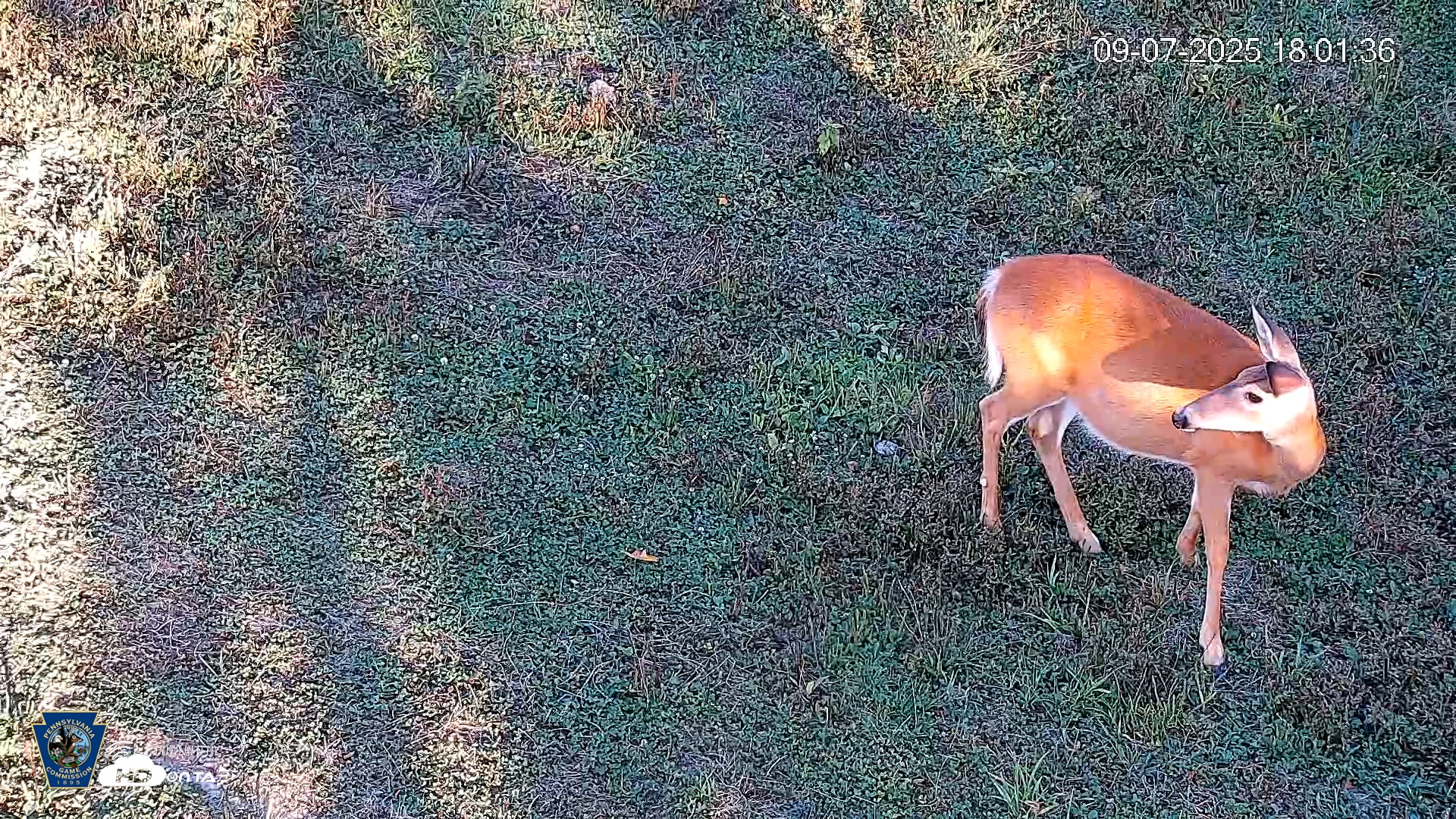 Snapshot of Pennsylvania Elk Live Webcam taken Sep 7, 2025, 6:02pm EDT