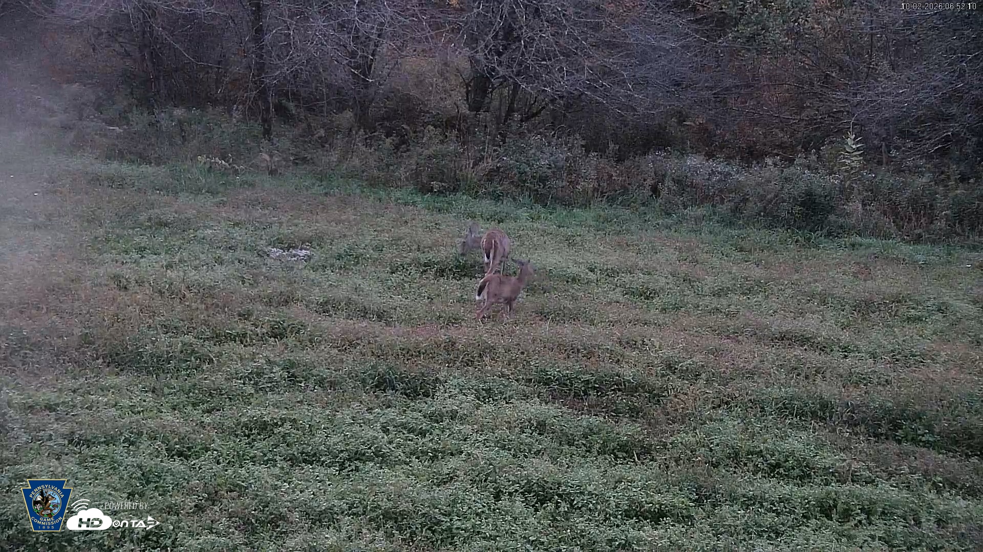 Snapshot of Pennsylvania Elk Live Webcam taken Oct 2, 2026, 6:53am EDT