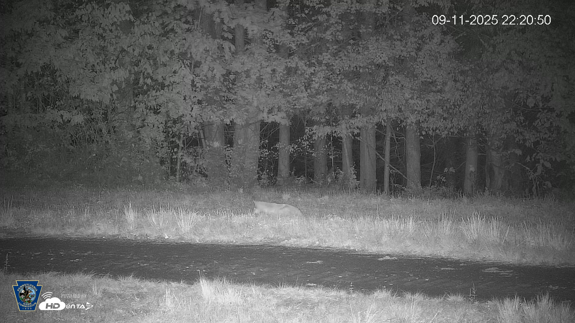 Snapshot of Pennsylvania Elk Live Webcam taken Sep 11, 2025, 10:22pm EDT