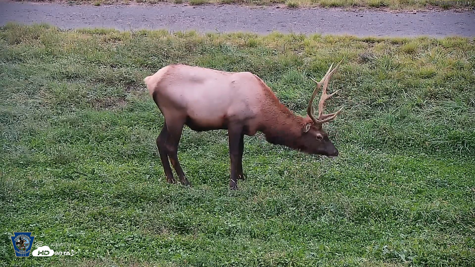 Snapshot of Pennsylvania Elk Live Webcam taken Sep 9, 2026, 7:35pm EDT