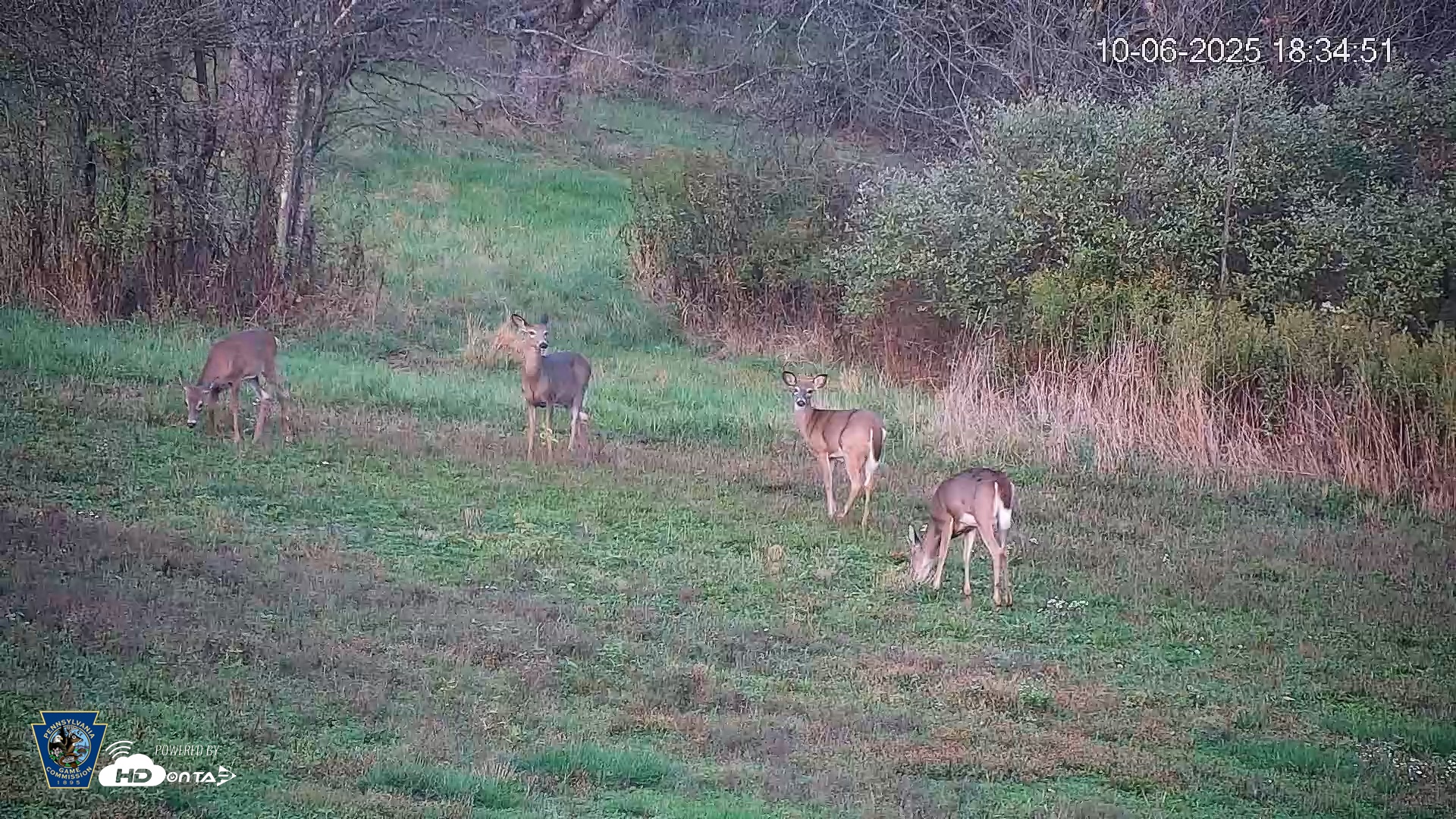 Snapshot of Pennsylvania Elk Live Webcam taken Oct 6, 2025, 6:35pm EDT