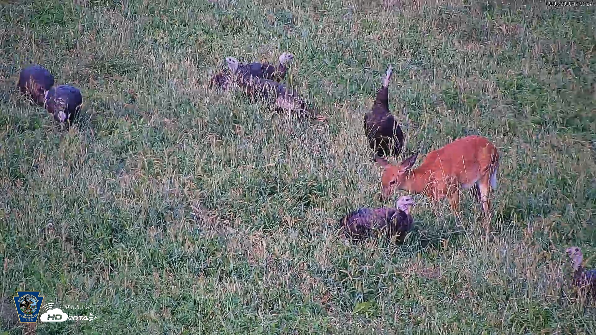Snapshot of Pennsylvania Elk Live Webcam taken Sep 9, 2026, 5:54pm EDT