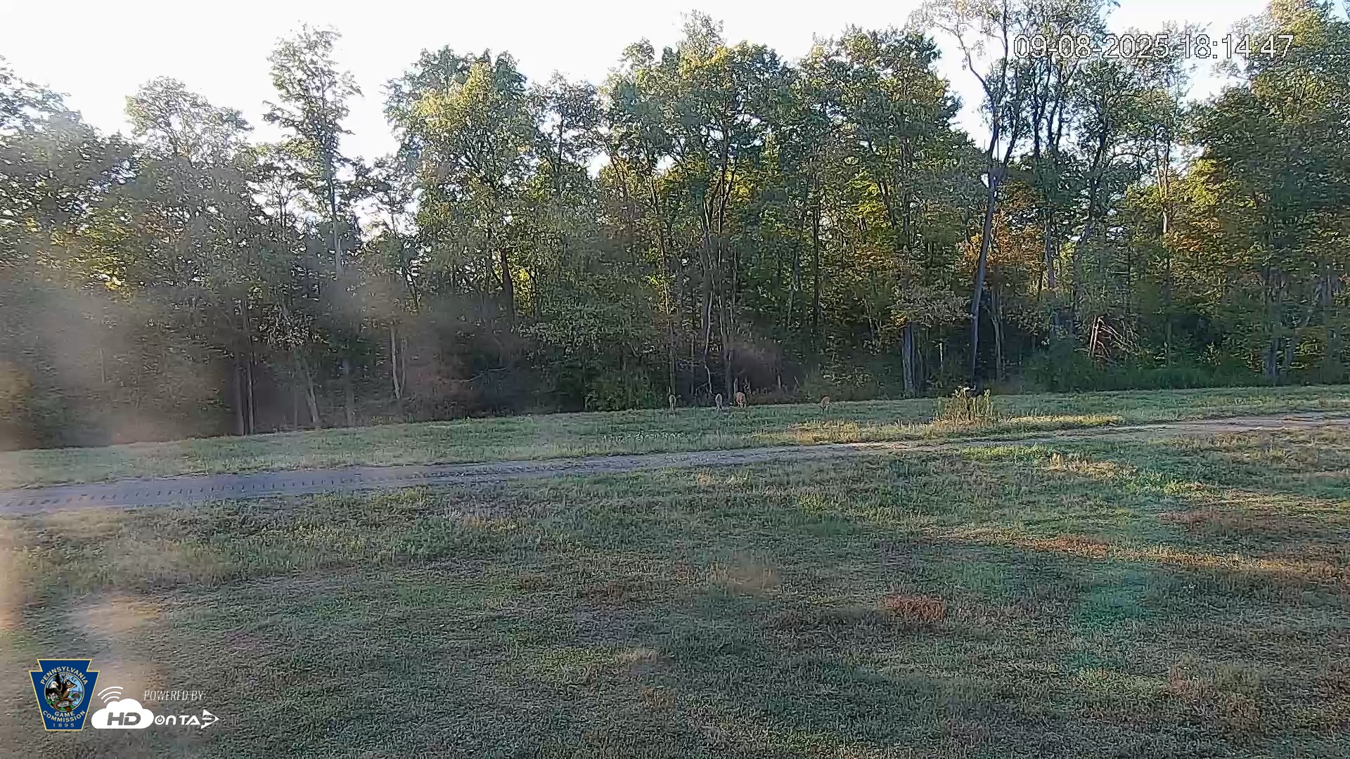 Snapshot of Pennsylvania Elk Live Webcam taken Sep 8, 2025, 6:15pm EDT