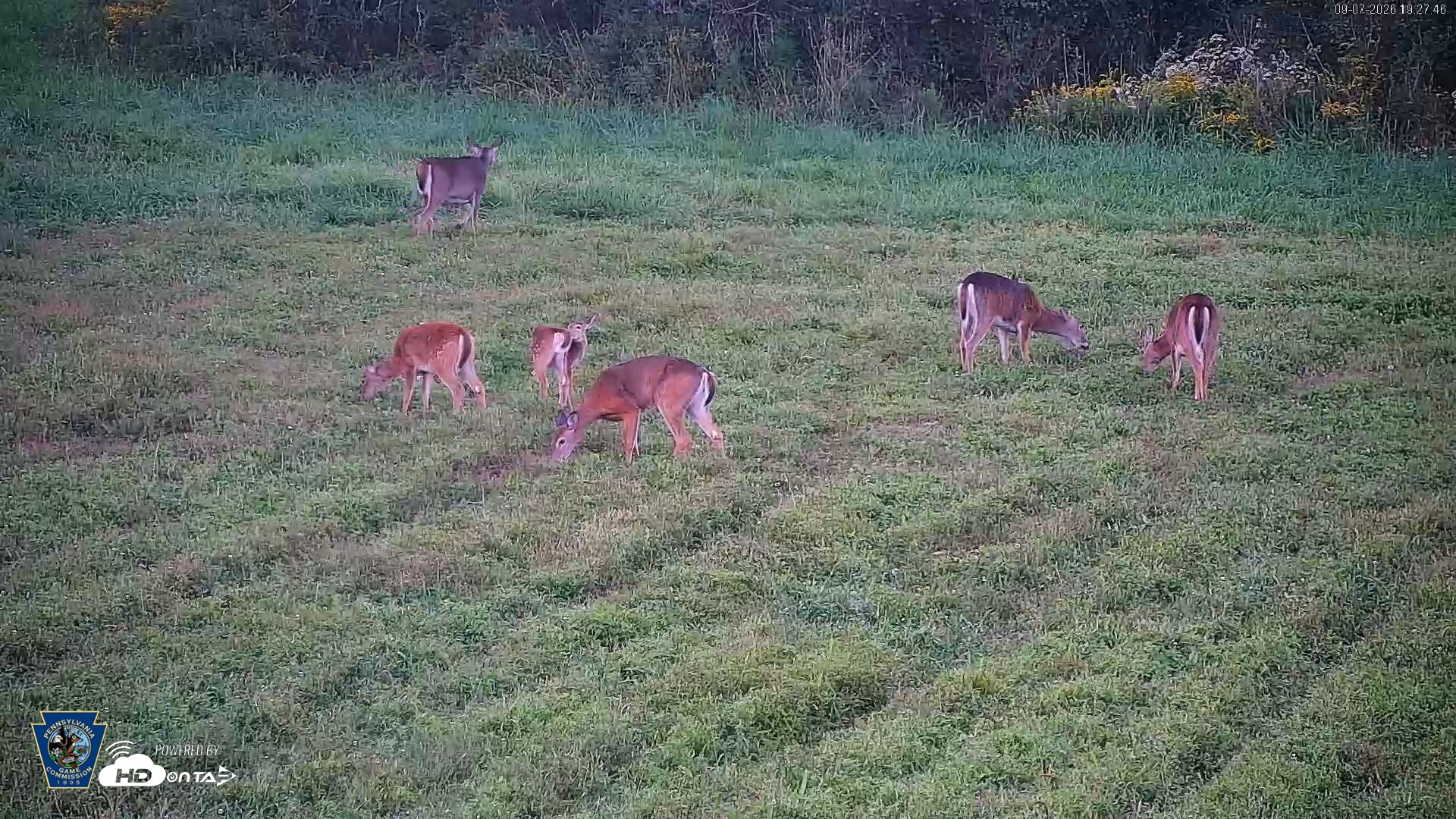 Snapshot of Pennsylvania Elk Live Webcam taken Sep 7, 2026, 7:28pm EDT