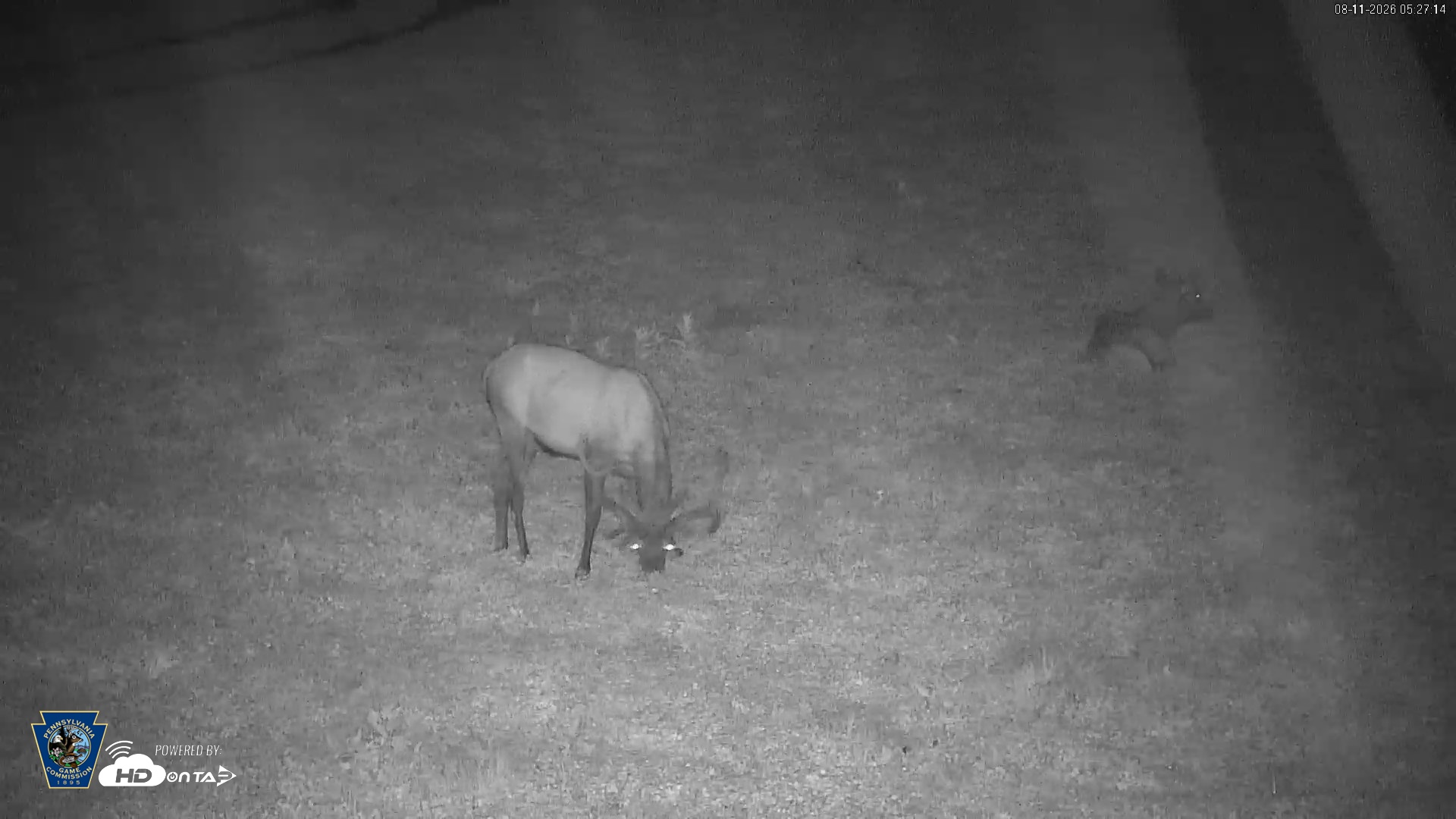 Snapshot of Pennsylvania Elk Live Webcam taken Aug 11, 2026, 5:28am EDT