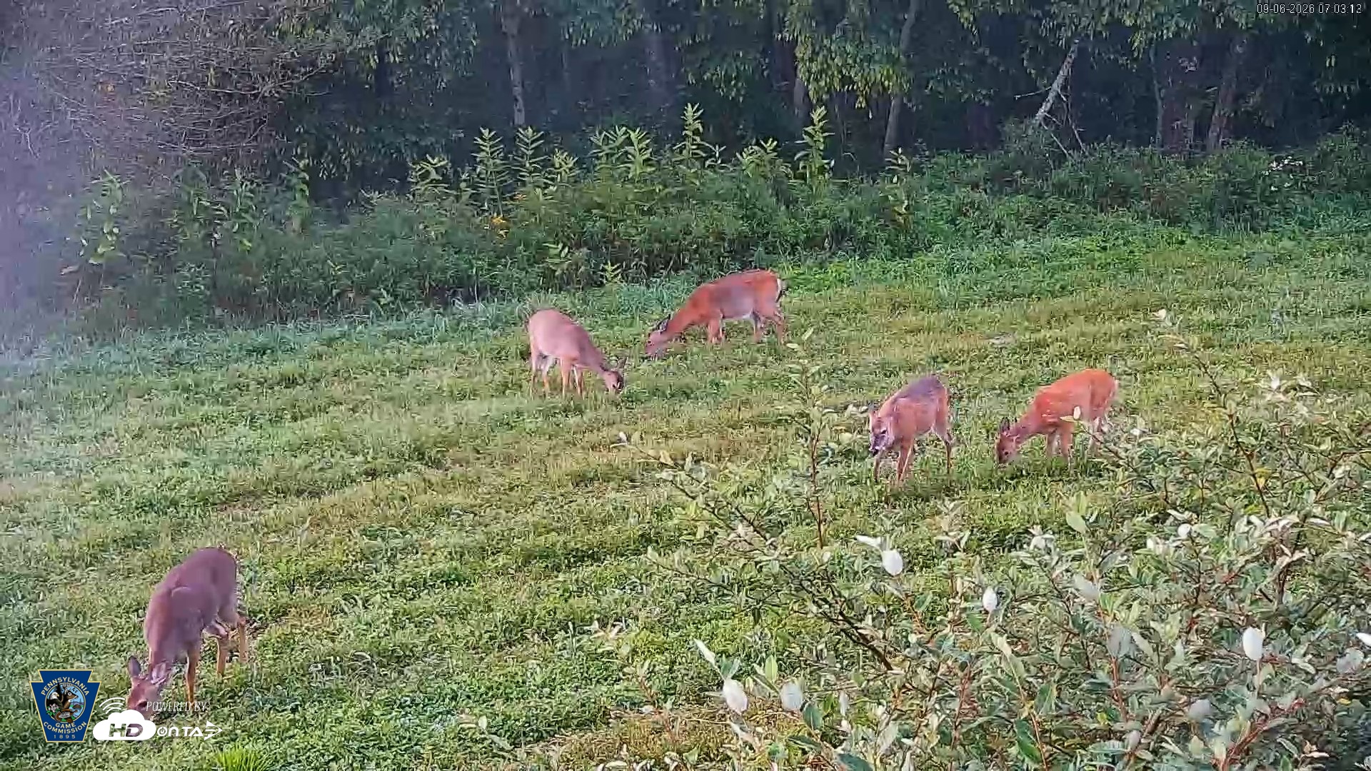 Snapshot of Pennsylvania Elk Live Webcam taken Sep 6, 2026, 7:03am EDT