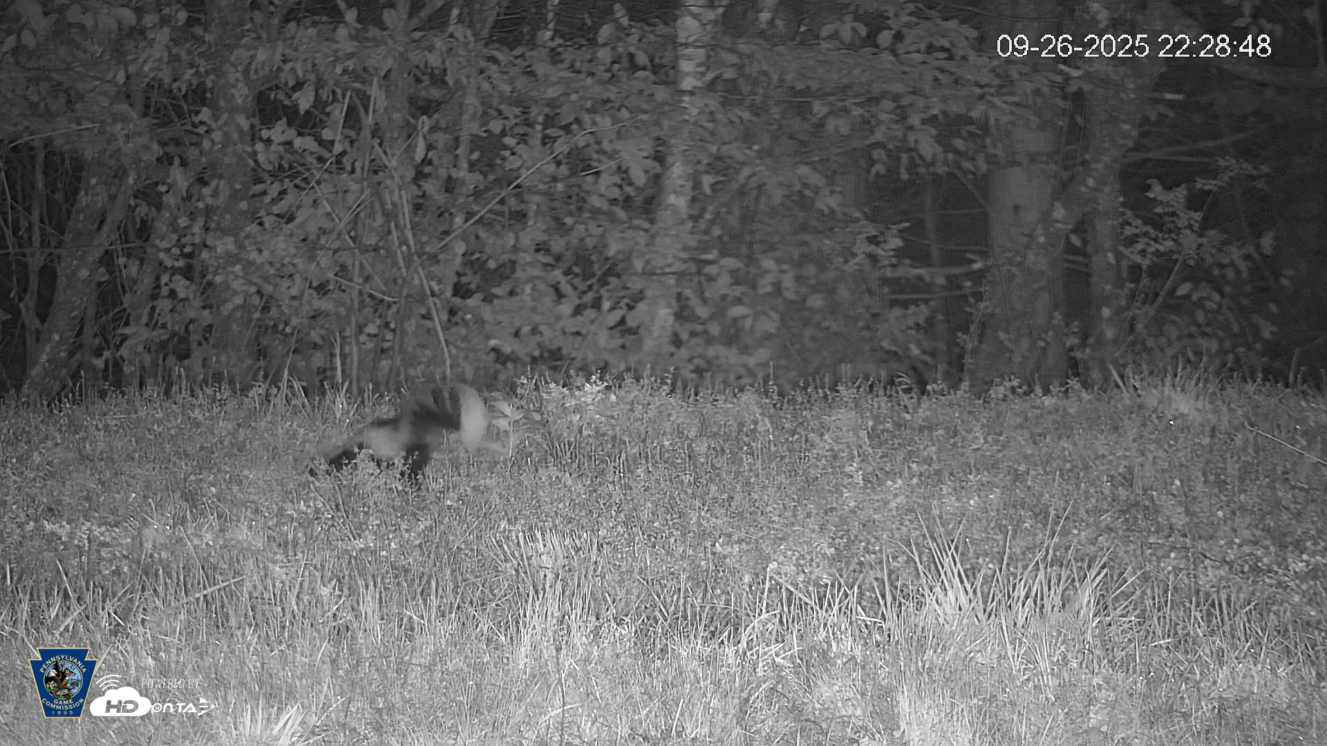 Snapshot of Pennsylvania Elk Live Webcam taken Sep 26, 2025, 10:29pm EDT