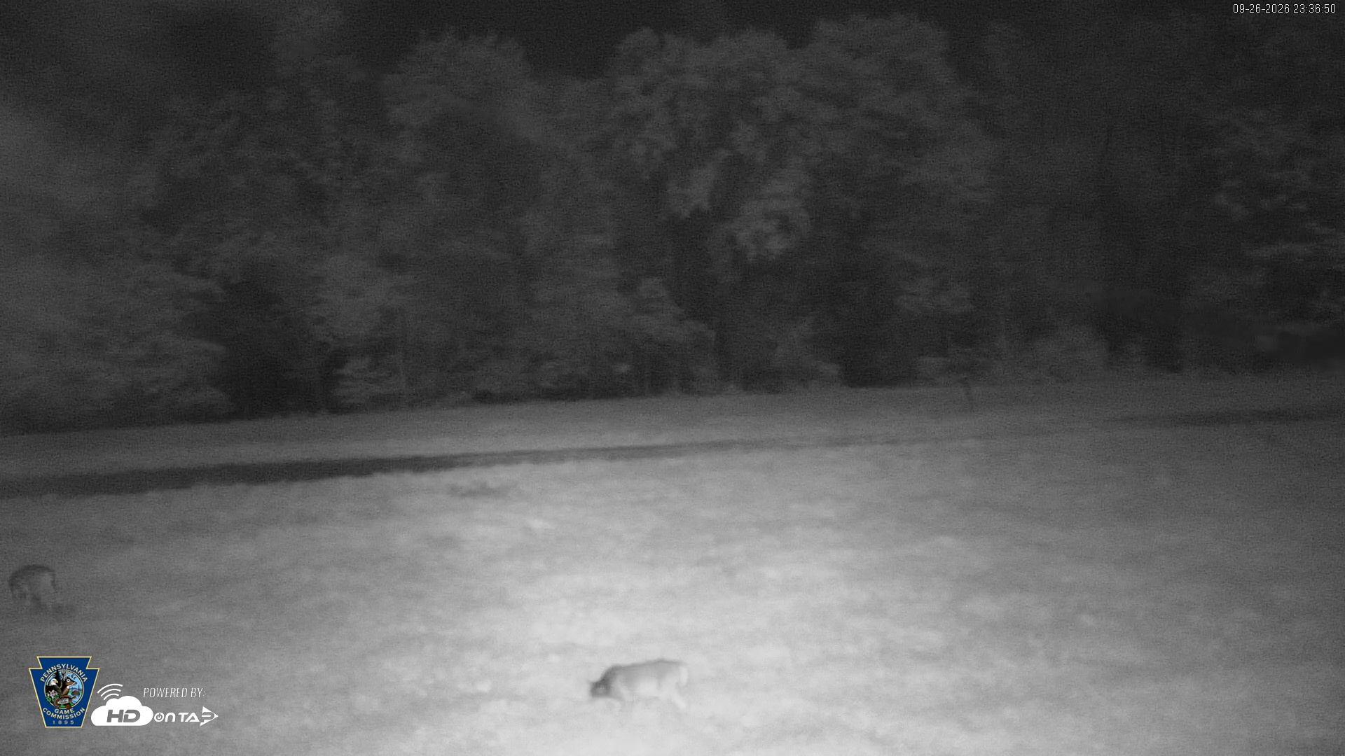 Snapshot of Pennsylvania Elk Live Webcam taken Sep 26, 2026, 11:37pm EDT