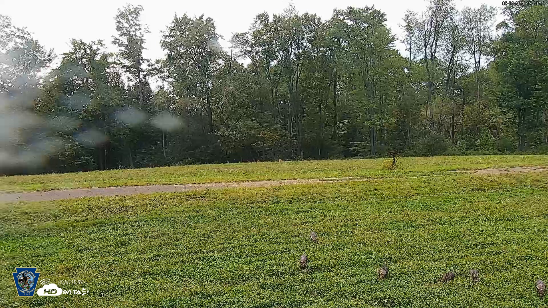 Snapshot of Pennsylvania Elk Live Webcam taken Sep 9, 2026, 5:30pm EDT