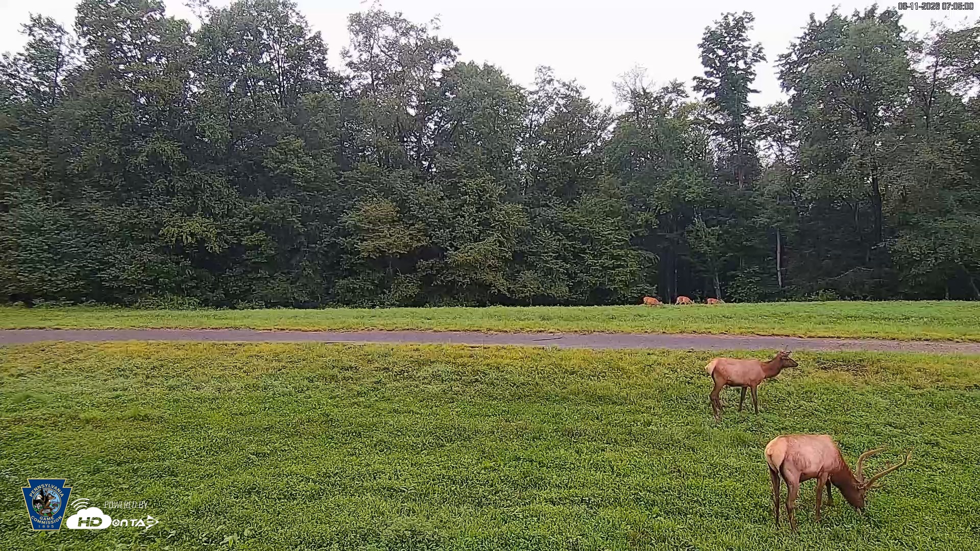 Snapshot of Pennsylvania Elk Live Webcam taken Aug 11, 2026, 7:05am EDT