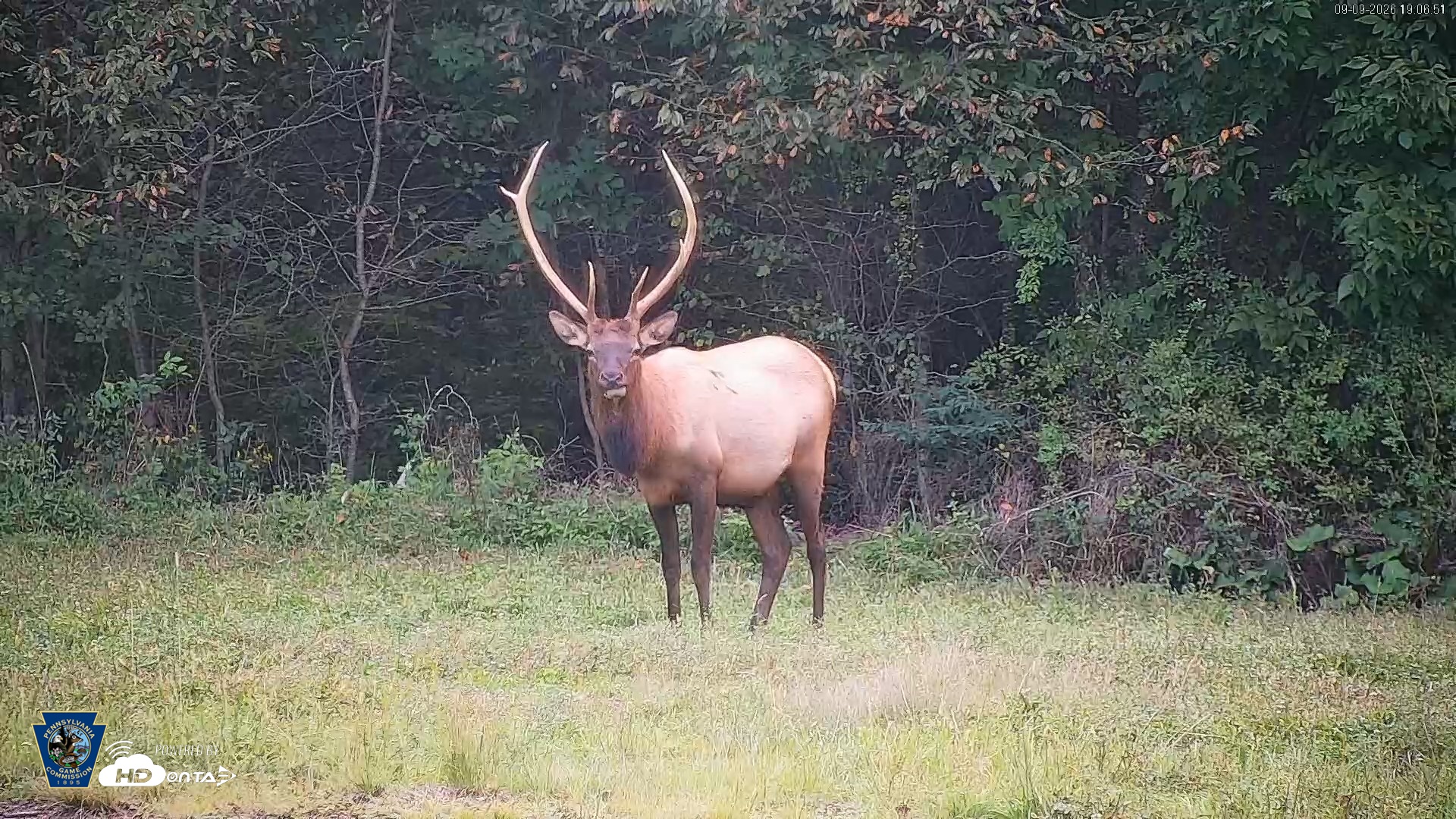 Snapshot of Pennsylvania Elk Live Webcam taken Sep 9, 2026, 7:07pm EDT