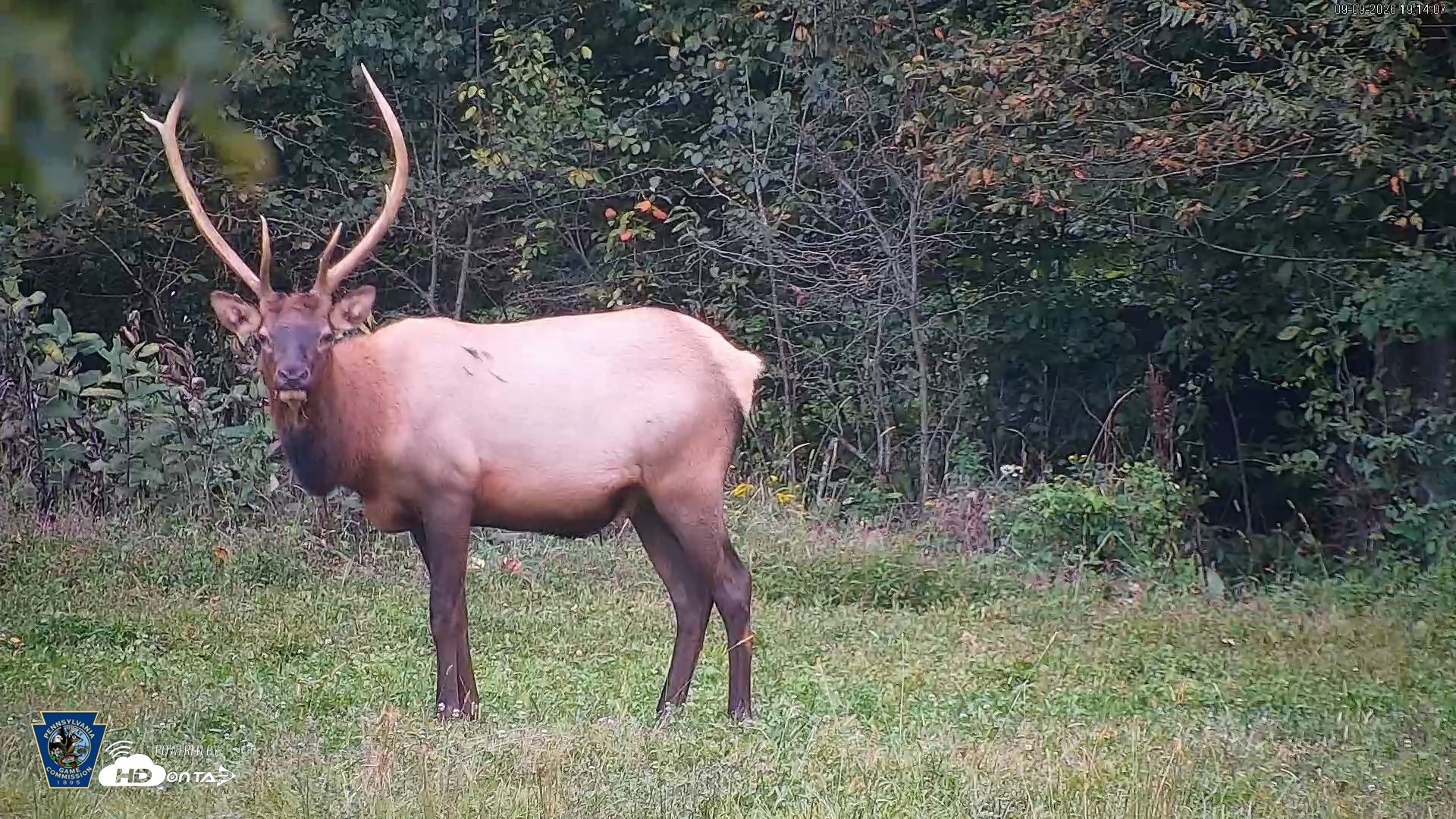 Snapshot of Pennsylvania Elk Live Webcam taken Sep 9, 2026, 7:15pm EDT