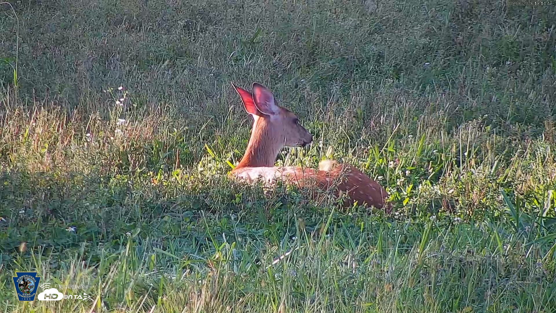 Snapshot of Pennsylvania Elk Live Webcam taken Sep 6, 2026, 6:15pm EDT