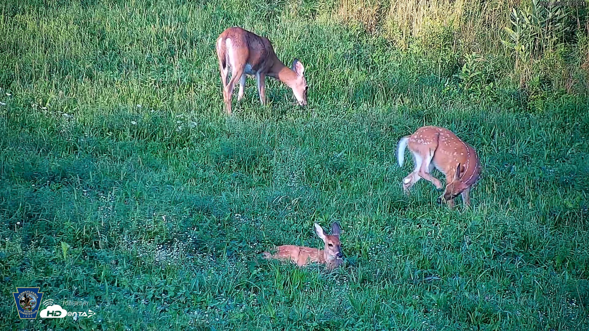 Snapshot of Pennsylvania Elk Live Webcam taken Aug 21, 2026, 7:06pm EDT