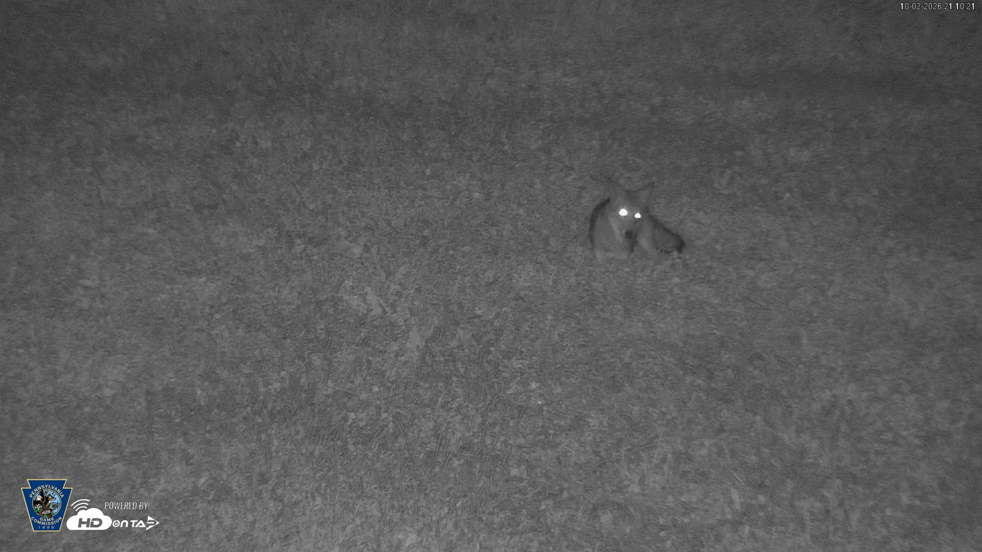 Snapshot of Pennsylvania Elk Live Webcam taken Oct 2, 2026, 9:11pm EDT