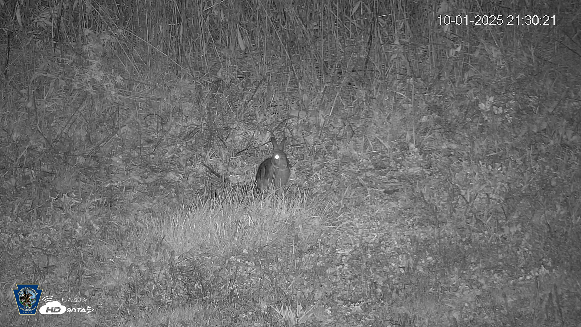 Snapshot of Pennsylvania Elk Live Webcam taken Oct 1, 2025, 9:31pm EDT