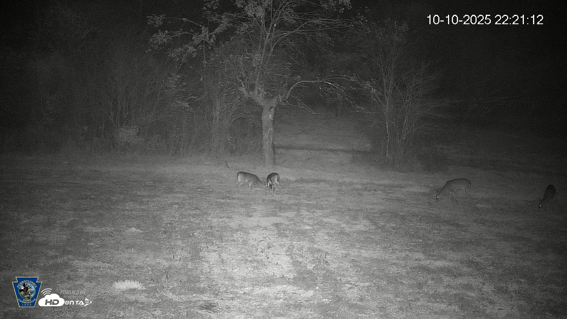 Snapshot of Pennsylvania Elk Live Webcam taken Oct 10, 2025, 10:21pm EDT