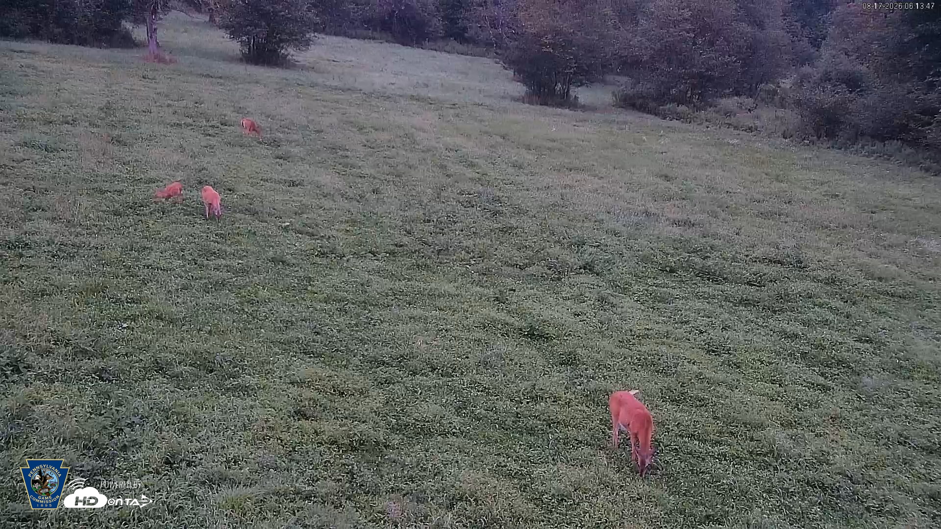 Snapshot of Pennsylvania Elk Live Webcam taken Aug 17, 2026, 6:14am EDT