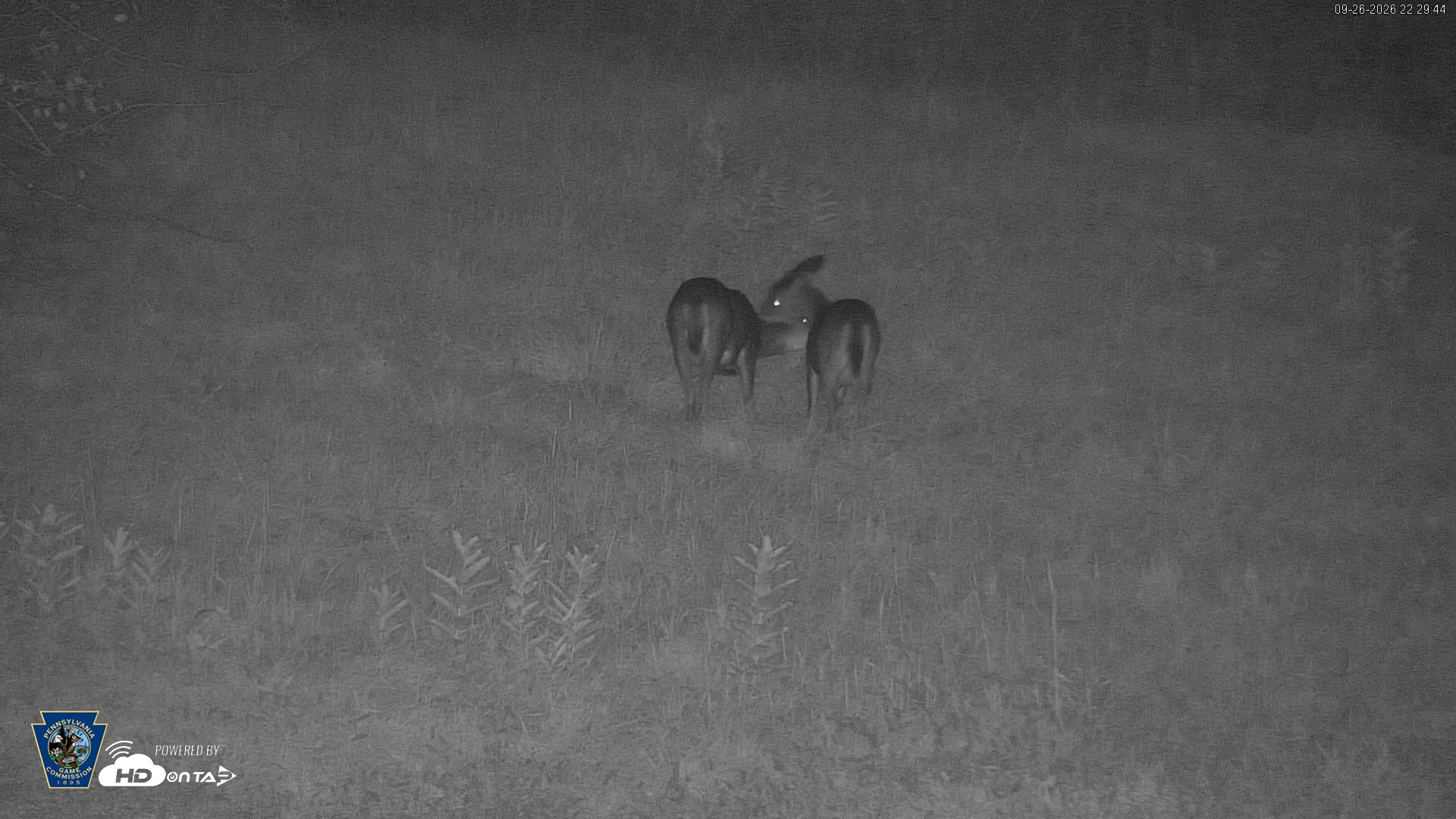Snapshot of Pennsylvania Elk Live Webcam taken Sep 26, 2026, 10:30pm EDT