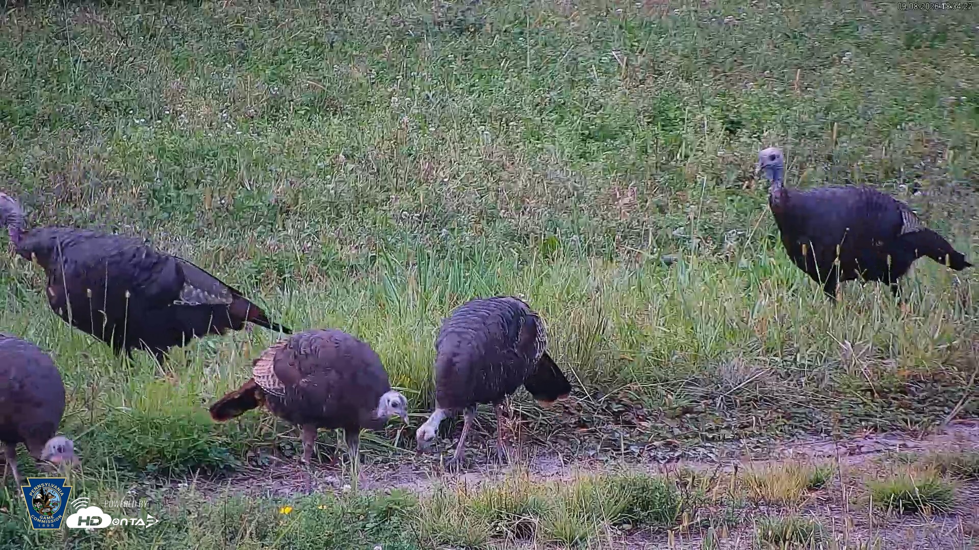 Snapshot of Pennsylvania Elk Live Webcam taken Sep 8, 2026, 6:35pm EDT
