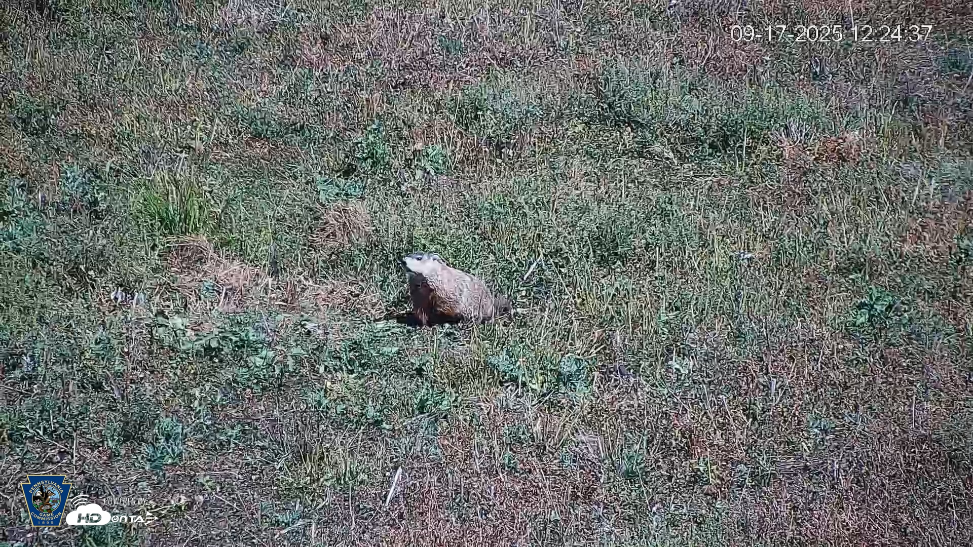 Snapshot of Pennsylvania Elk Live Webcam taken Sep 17, 2025, 12:25pm EDT