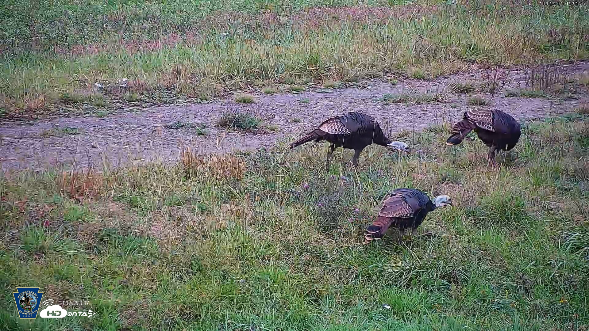 Snapshot of Pennsylvania Elk Live Webcam taken Oct 1, 2026, 12:52pm EDT