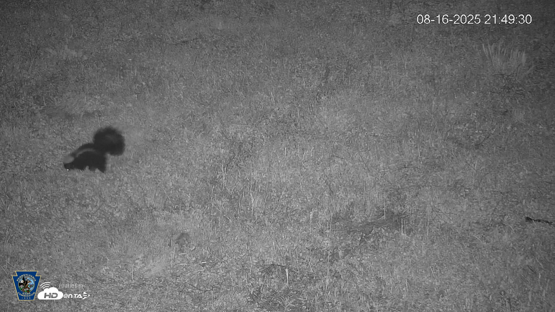 Snapshot of Pennsylvania Elk Live Webcam taken Aug 16, 2025, 9:50pm EDT