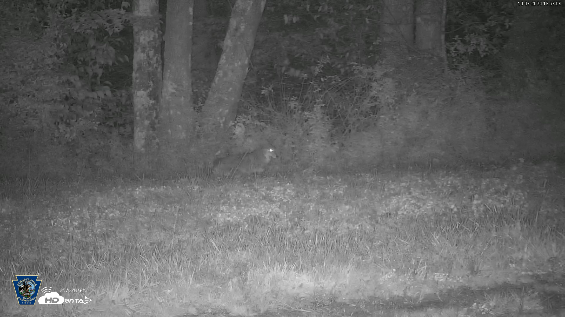 Snapshot of Pennsylvania Elk Live Webcam taken Oct 3, 2026, 7:59pm EDT