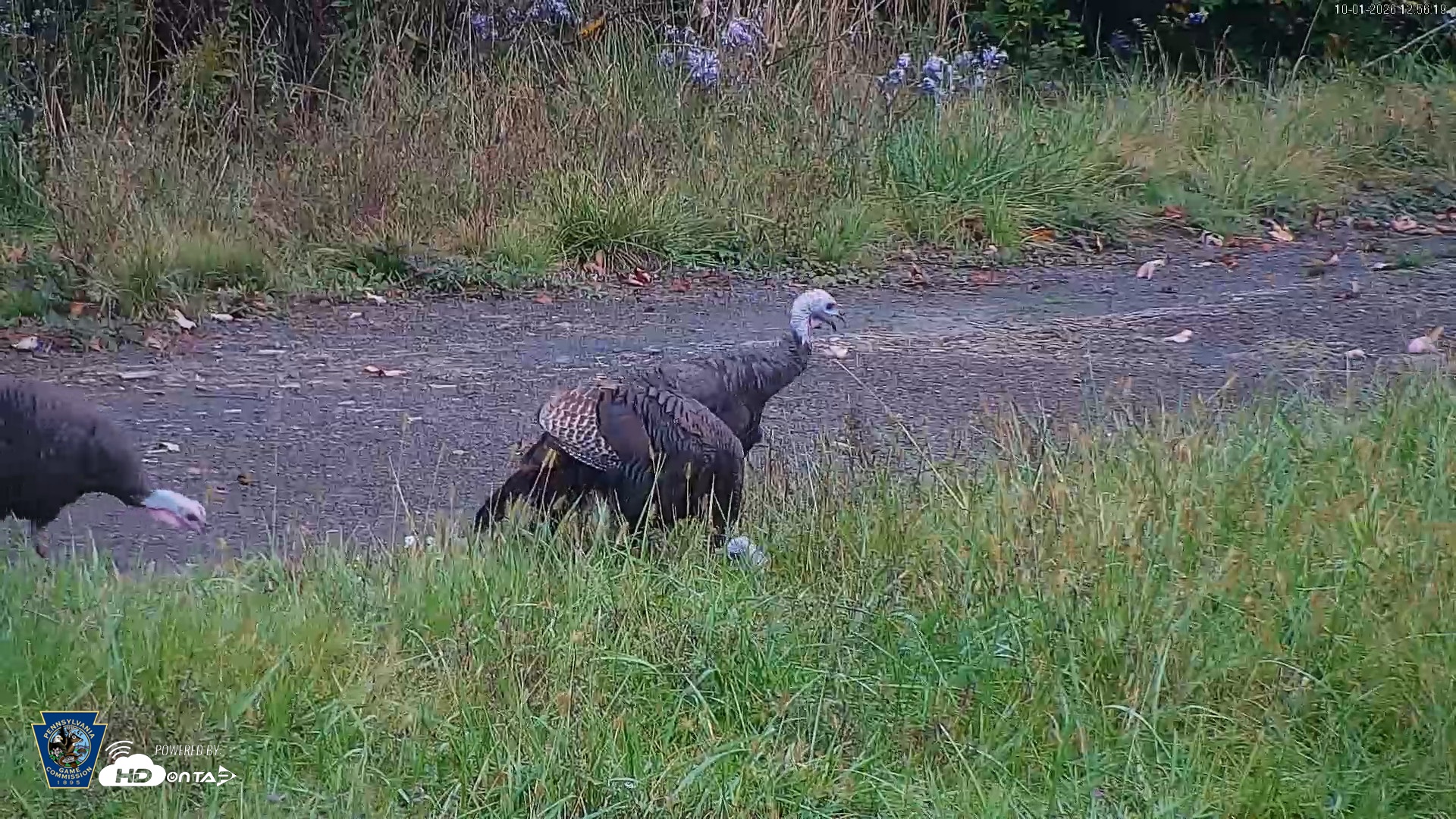 Snapshot of Pennsylvania Elk Live Webcam taken Oct 1, 2026, 12:57pm EDT