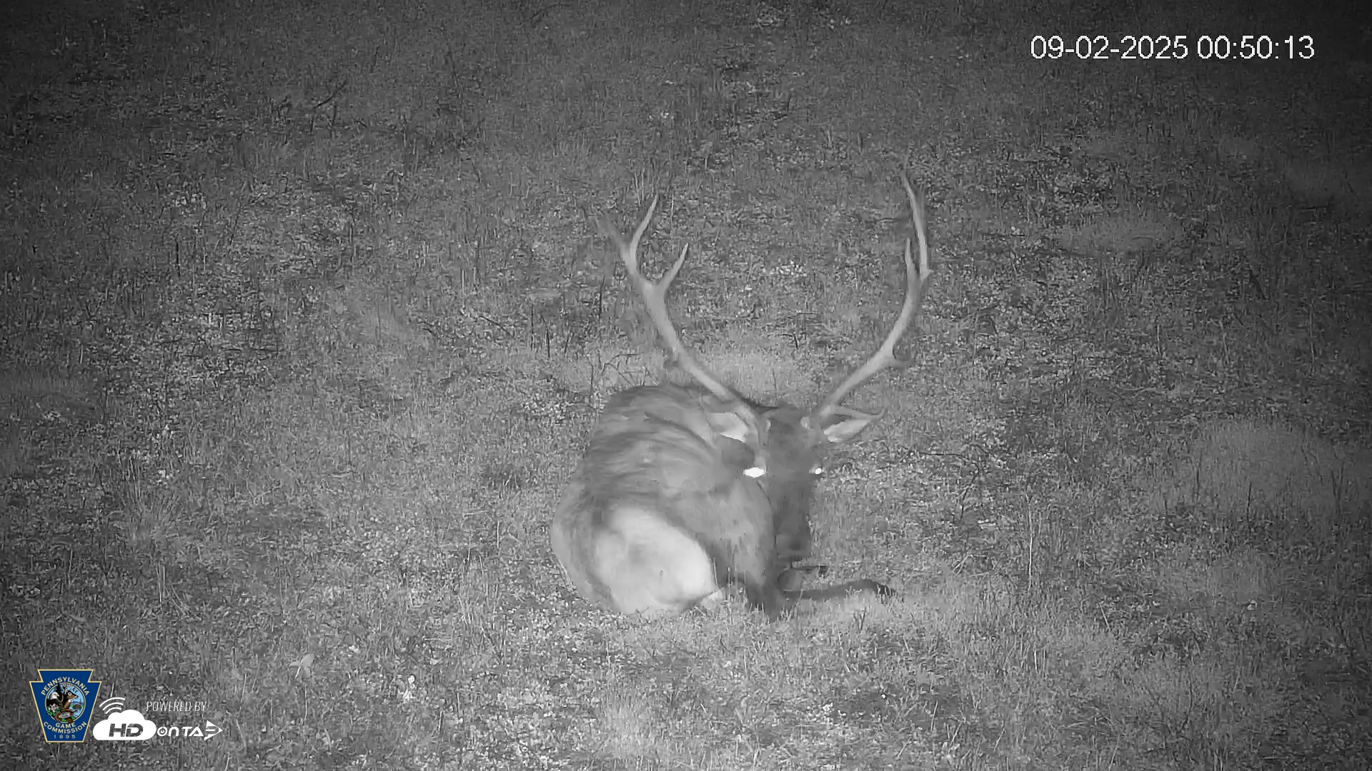 Snapshot of Pennsylvania Elk Live Webcam taken Sep 2, 2025, 12:51am EDT