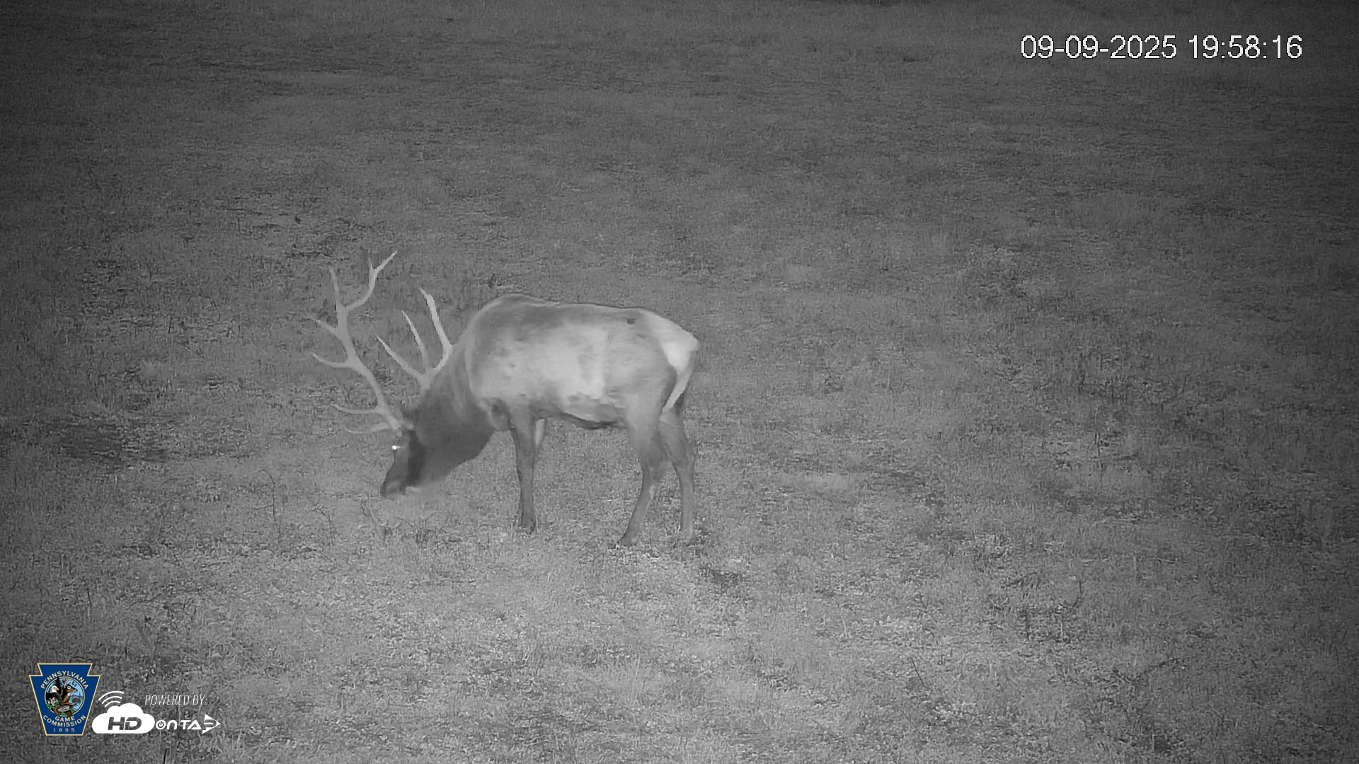 Snapshot of Pennsylvania Elk Live Webcam taken Sep 9, 2025, 7:59pm EDT