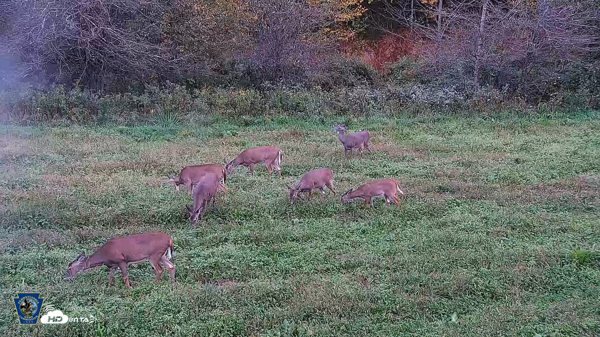 Snapshot of Pennsylvania Elk Live Webcam taken Sep 30, 2026, 5:54pm EDT