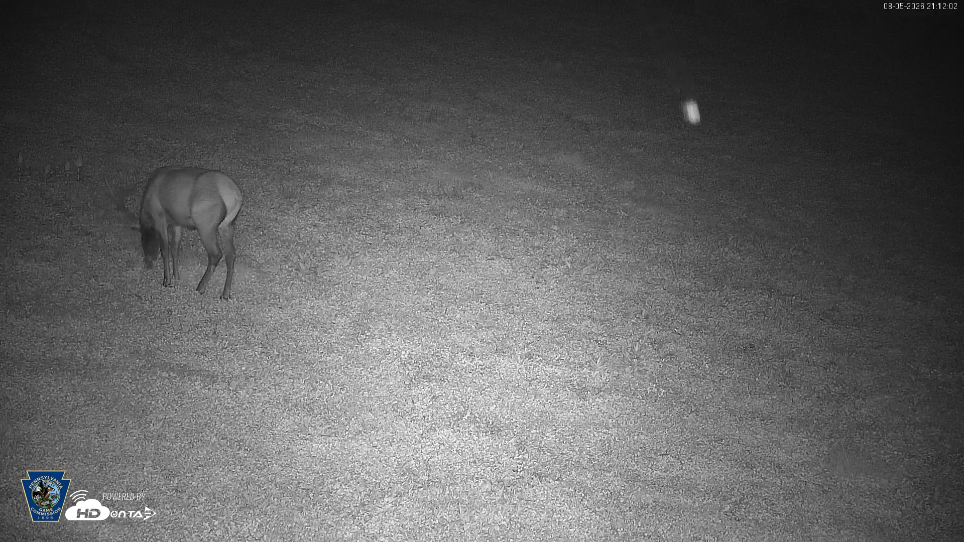 Snapshot of Pennsylvania Elk Live Webcam taken Aug 5, 2026, 9:12pm EDT