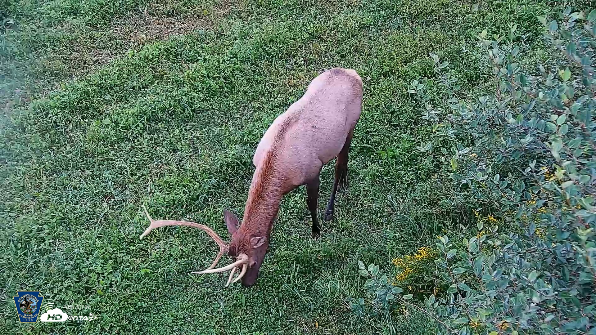 Snapshot of Pennsylvania Elk Live Webcam taken Sep 6, 2026, 7:31pm EDT