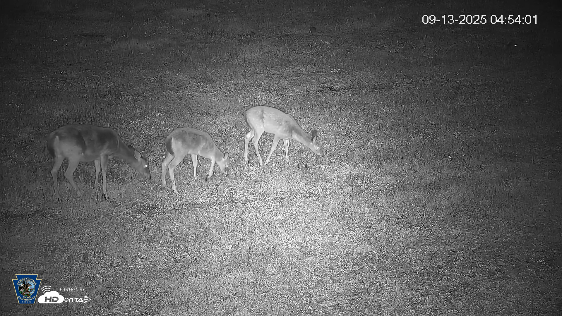 Snapshot of Pennsylvania Elk Live Webcam taken Sep 13, 2025, 4:54am EDT