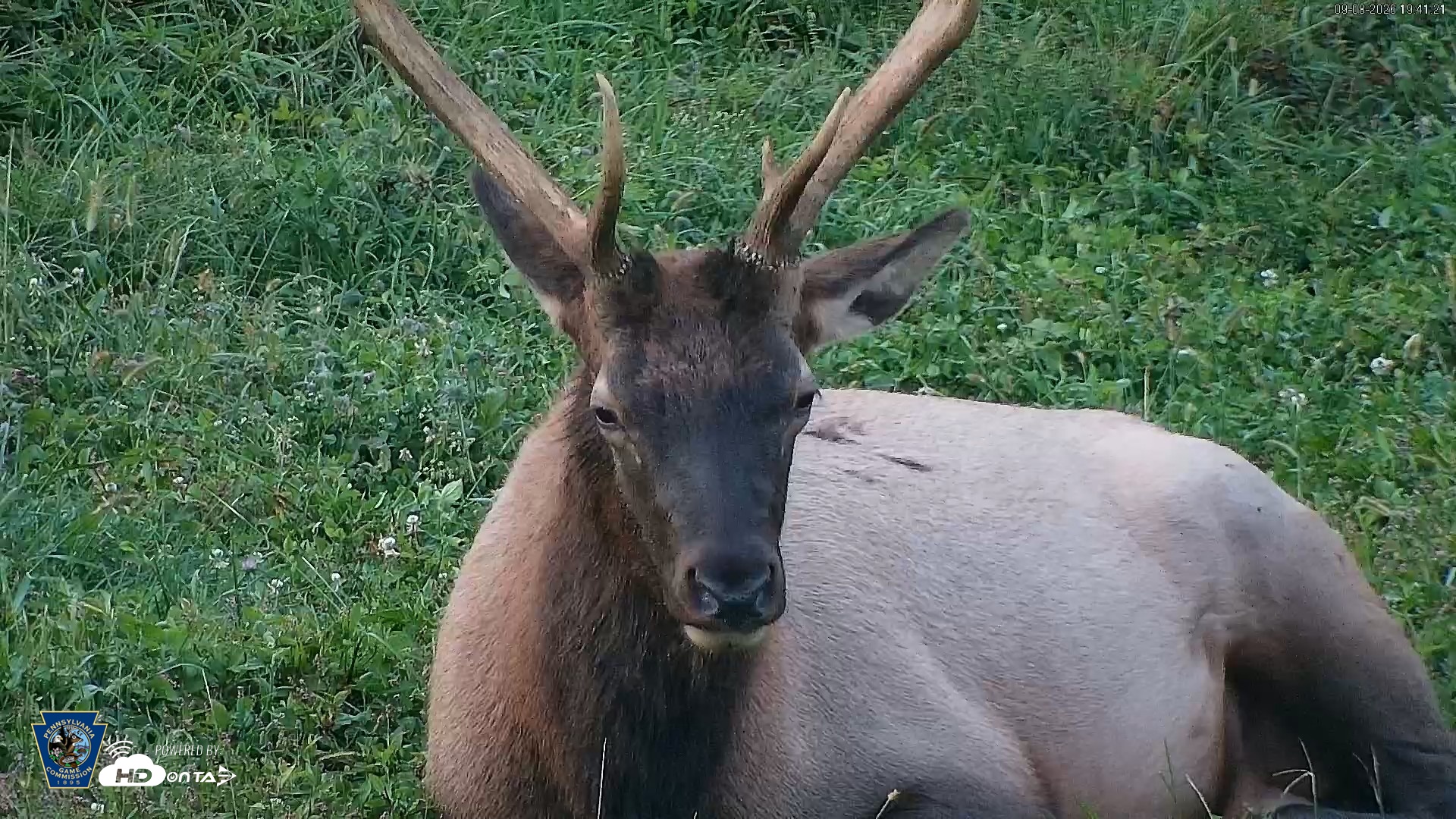 Snapshot of Pennsylvania Elk Live Webcam taken Sep 8, 2026, 7:42pm EDT