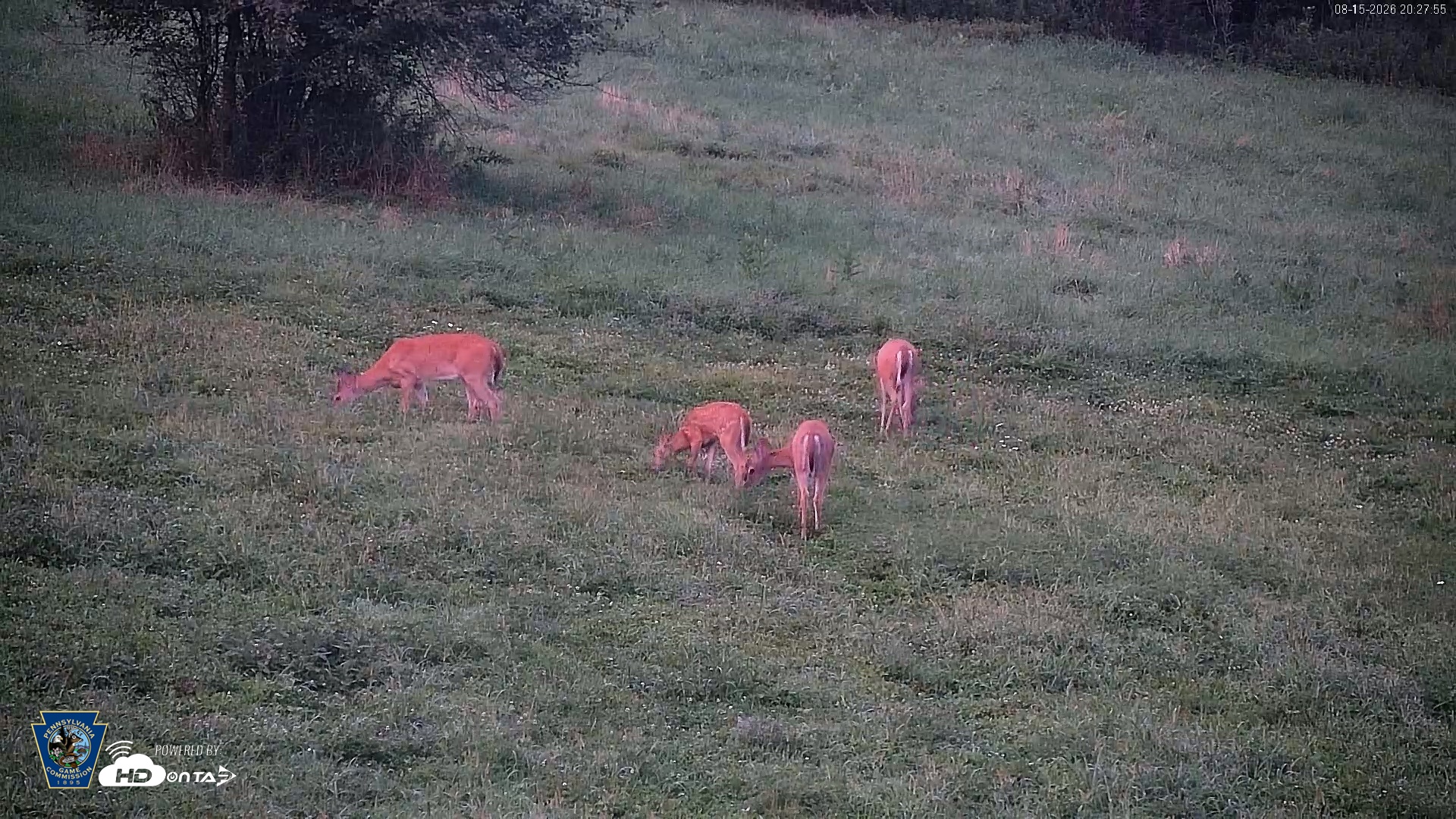 Snapshot of Pennsylvania Elk Live Webcam taken Aug 15, 2026, 8:29pm EDT