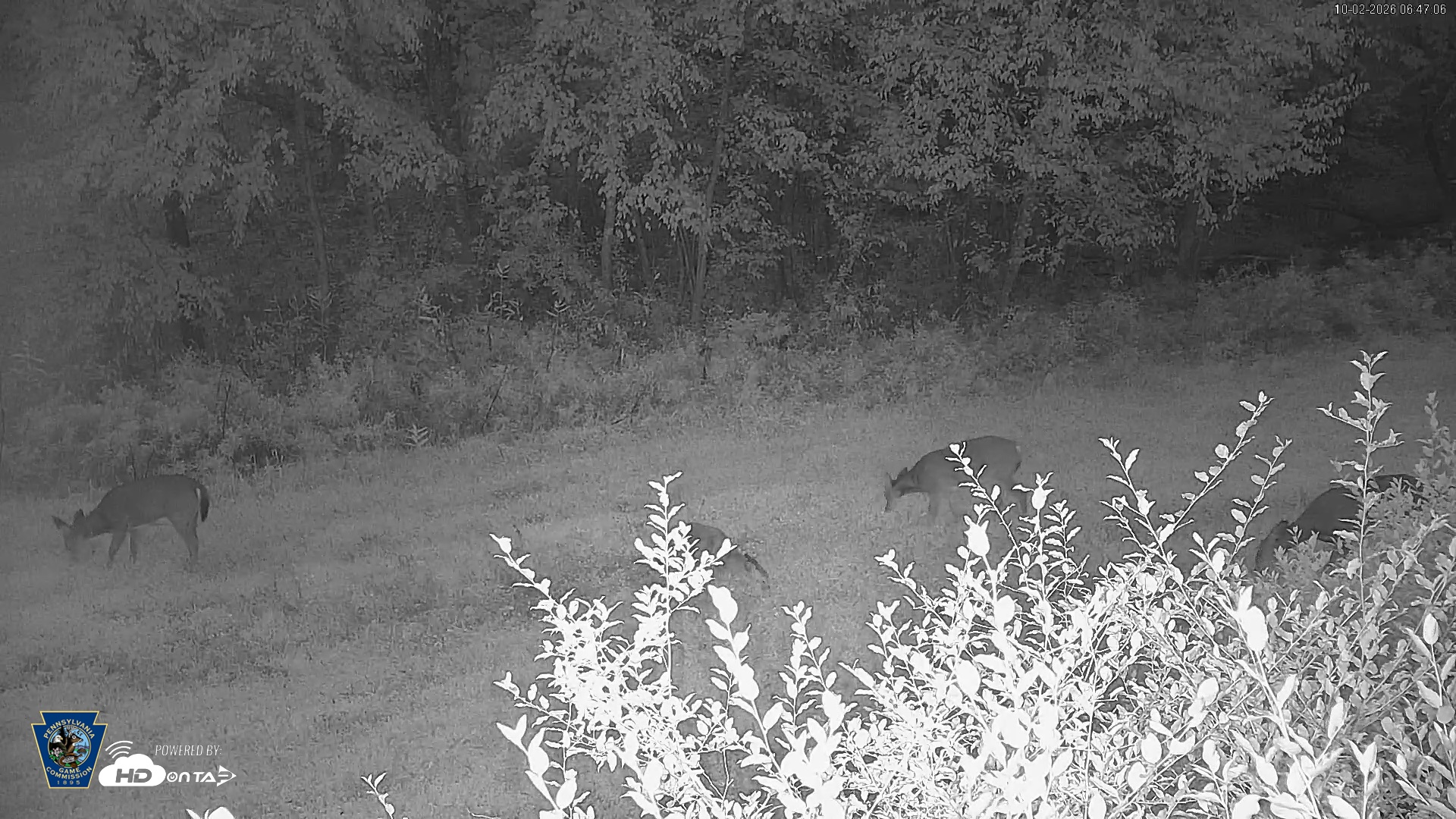 Snapshot of Pennsylvania Elk Live Webcam taken Oct 2, 2026, 6:48am EDT