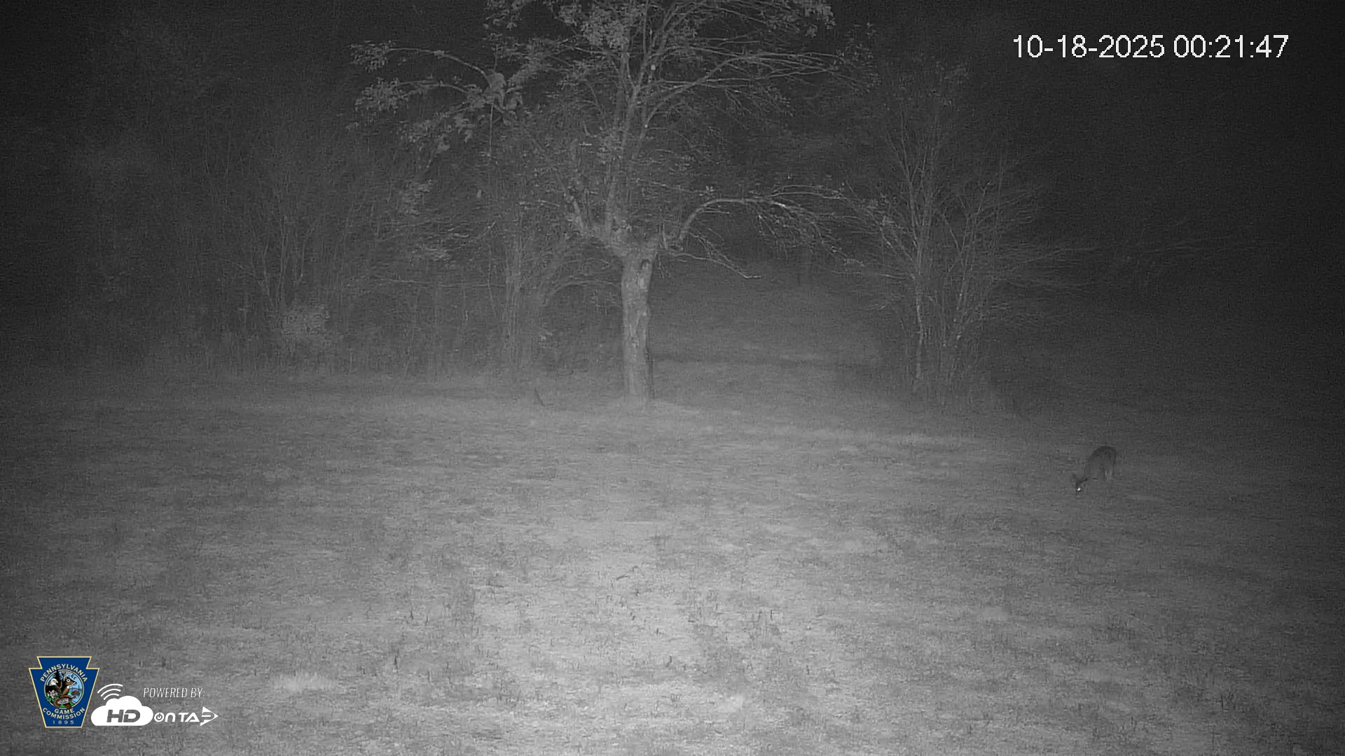 Snapshot of Pennsylvania Elk Live Webcam taken Oct 18, 2025, 12:22am EDT