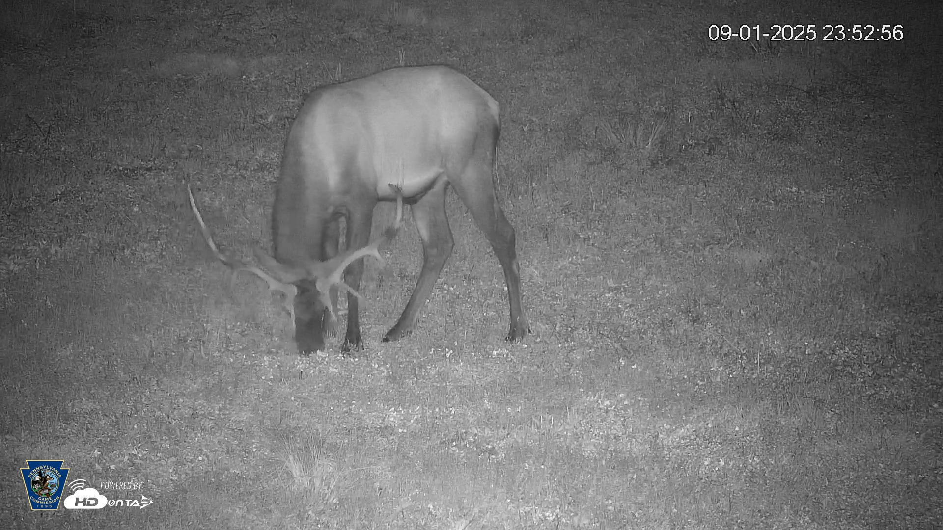 Snapshot of Pennsylvania Elk Live Webcam taken Sep 1, 2025, 11:53pm EDT
