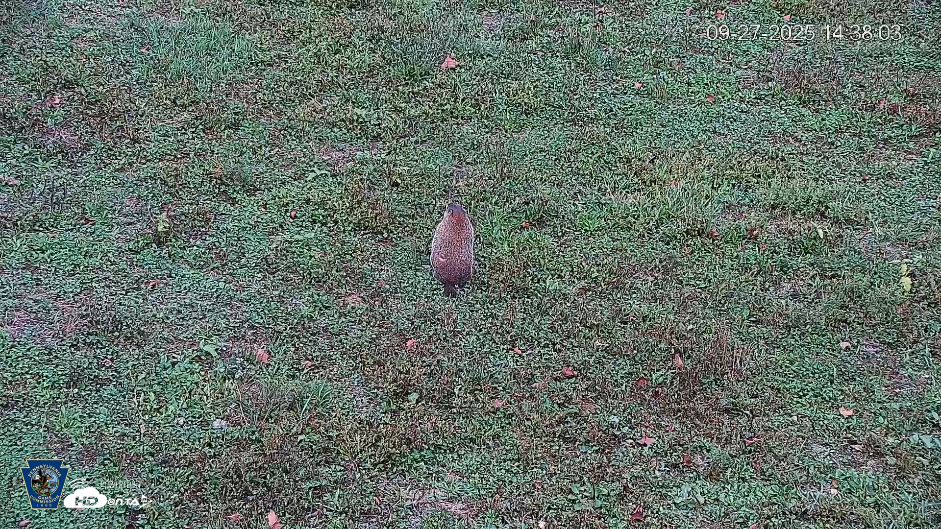 Snapshot of Pennsylvania Elk Live Webcam taken Sep 27, 2025, 2:38pm EDT