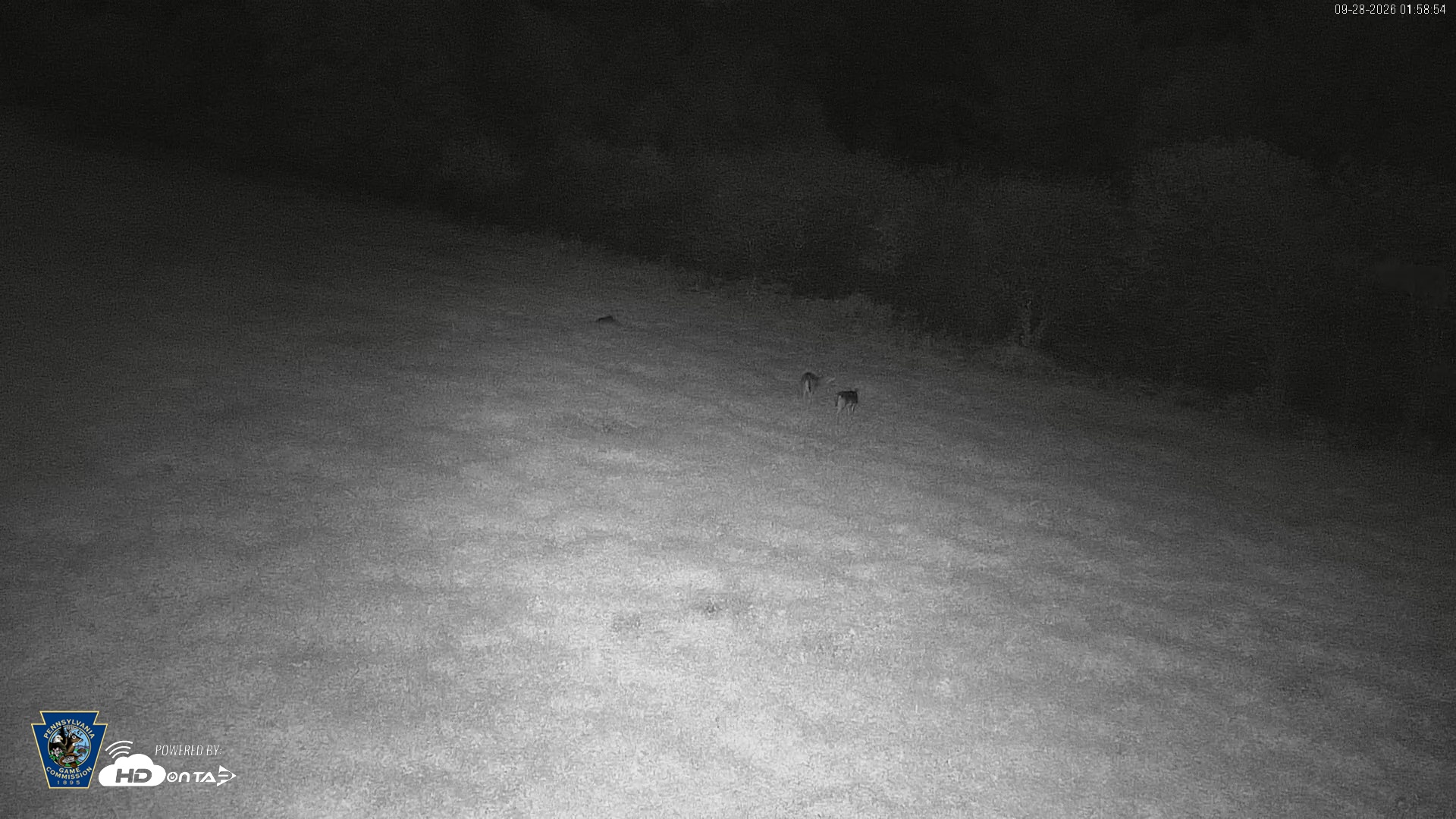 Snapshot of Pennsylvania Elk Live Webcam taken Sep 28, 2026, 1:59am EDT