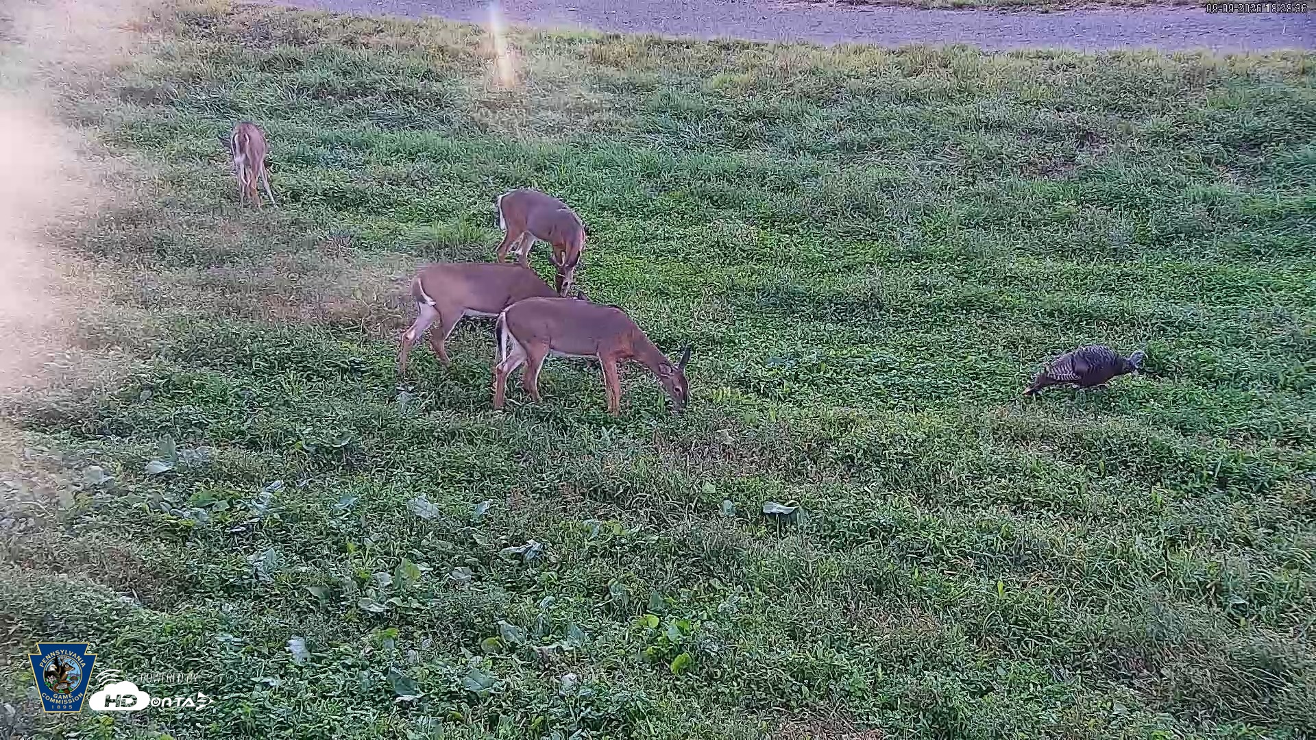 Snapshot of Pennsylvania Elk Live Webcam taken Sep 9, 2026, 6:29pm EDT