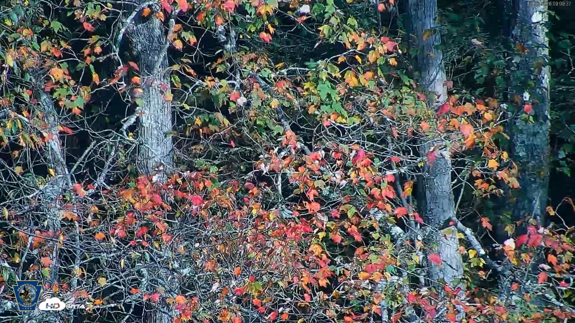 Snapshot of Pennsylvania Elk Live Webcam taken Oct 3, 2026, 9:10am EDT