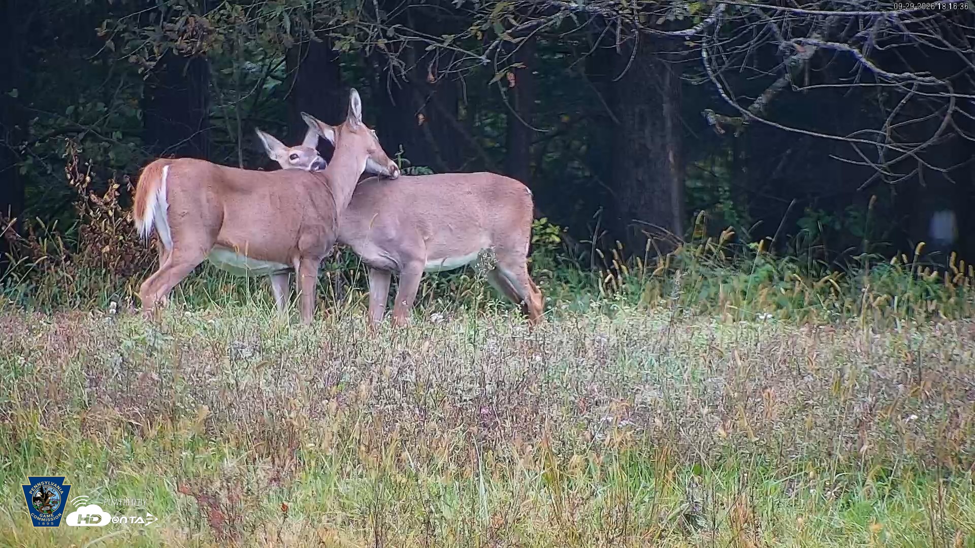 Snapshot of Pennsylvania Elk Live Webcam taken Sep 29, 2026, 6:17pm EDT