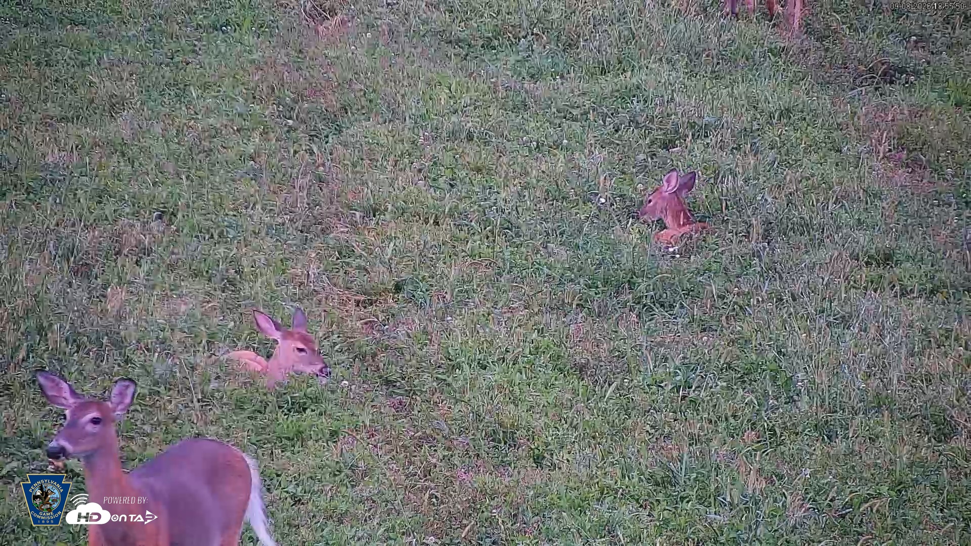 Snapshot of Pennsylvania Elk Live Webcam taken Sep 8, 2026, 6:56pm EDT