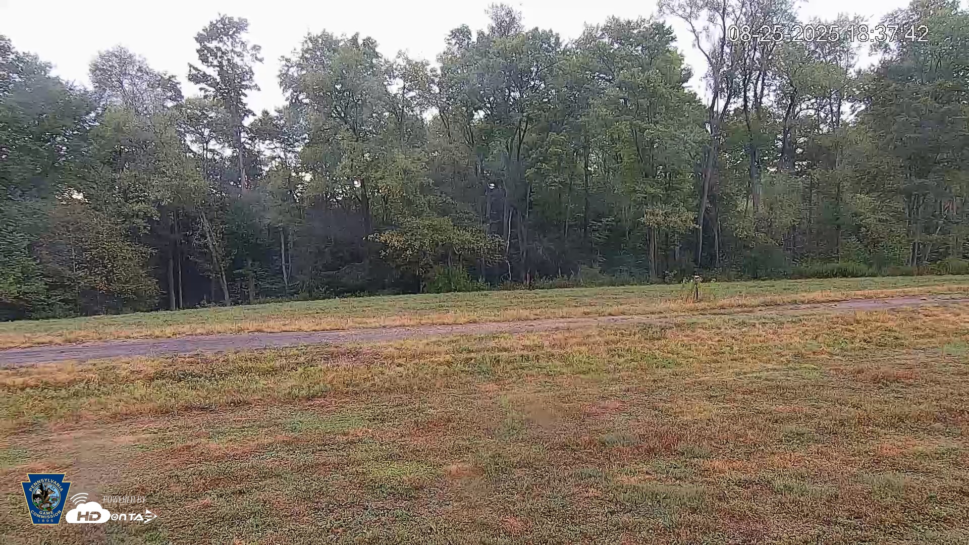 Snapshot of Pennsylvania Elk Live Webcam taken Aug 25, 2025, 6:38pm EDT