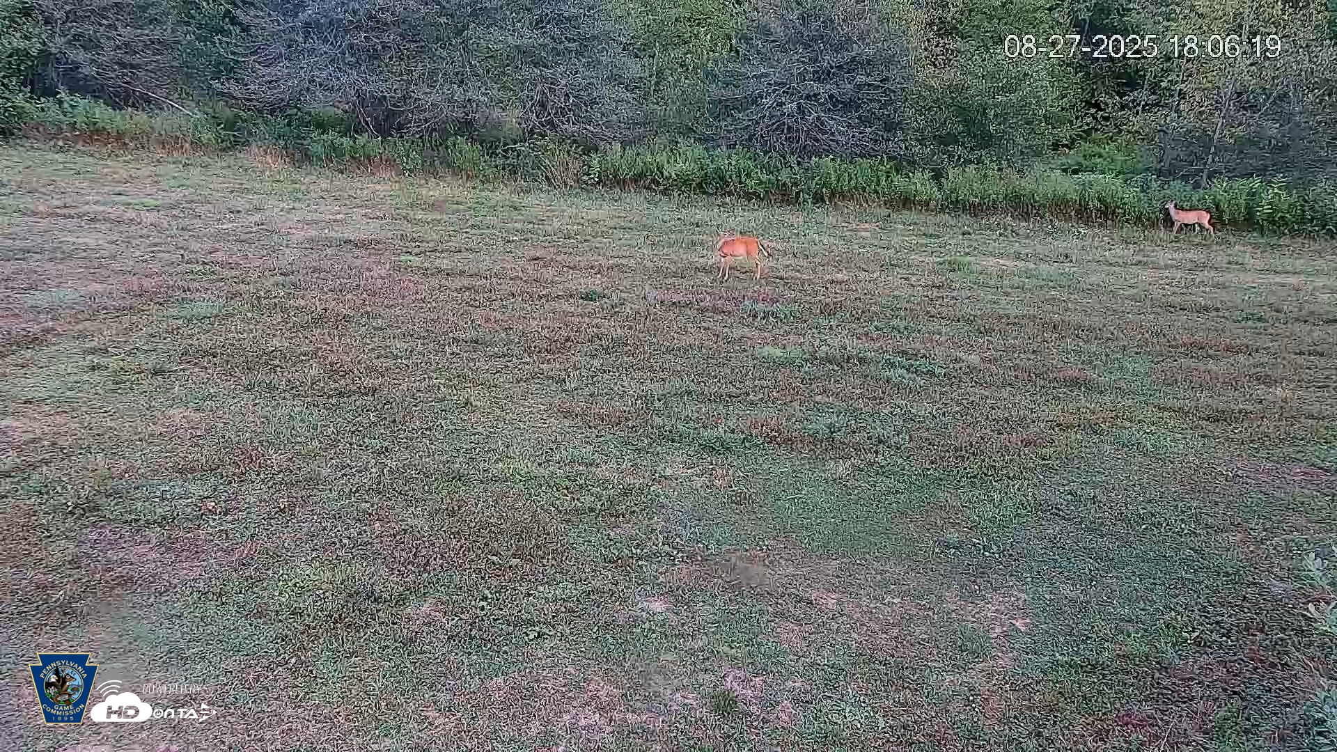 Snapshot of Pennsylvania Elk Live Webcam taken Aug 27, 2025, 6:06pm EDT