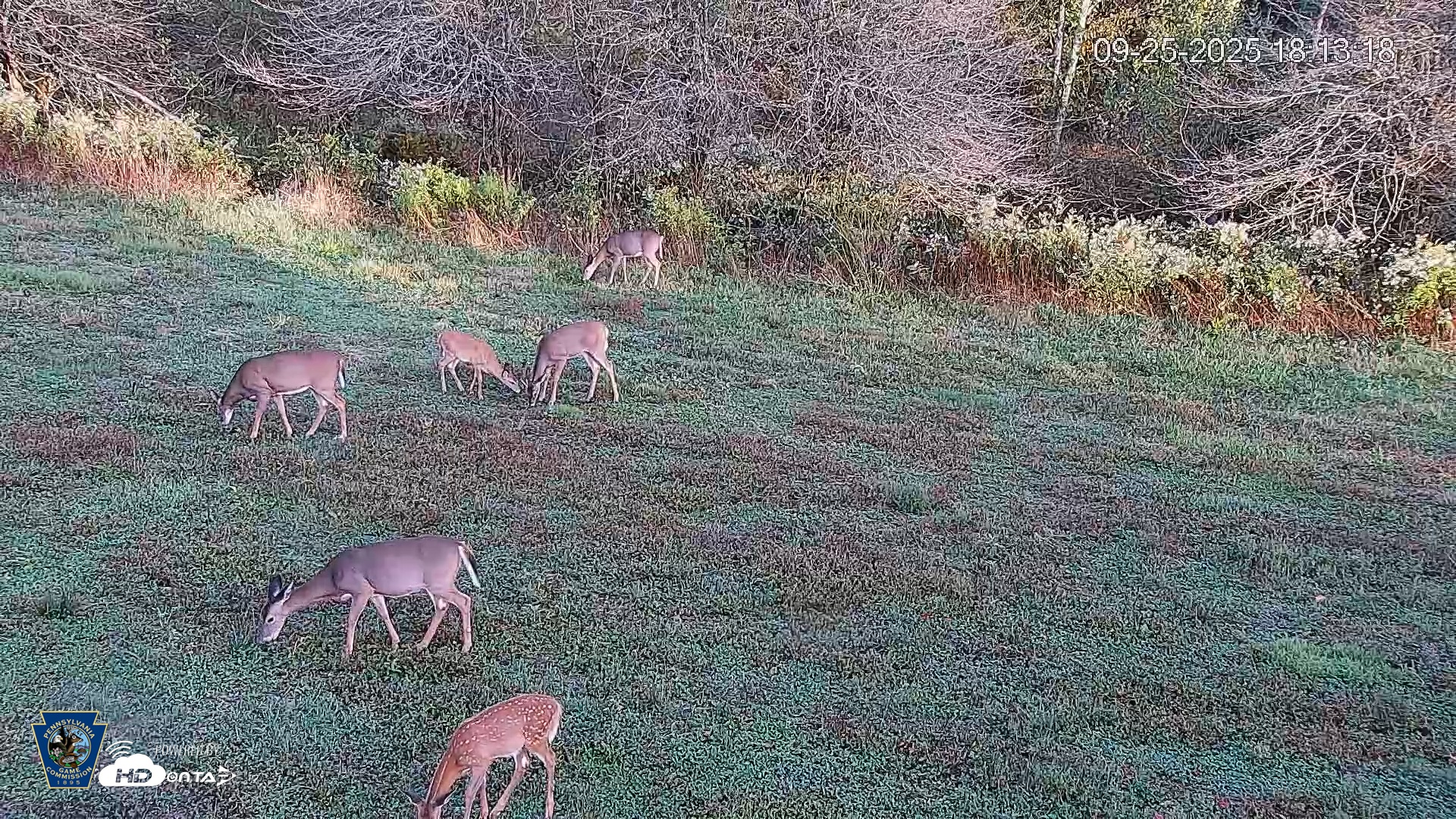 Snapshot of Pennsylvania Elk Live Webcam taken Sep 25, 2025, 6:13pm EDT