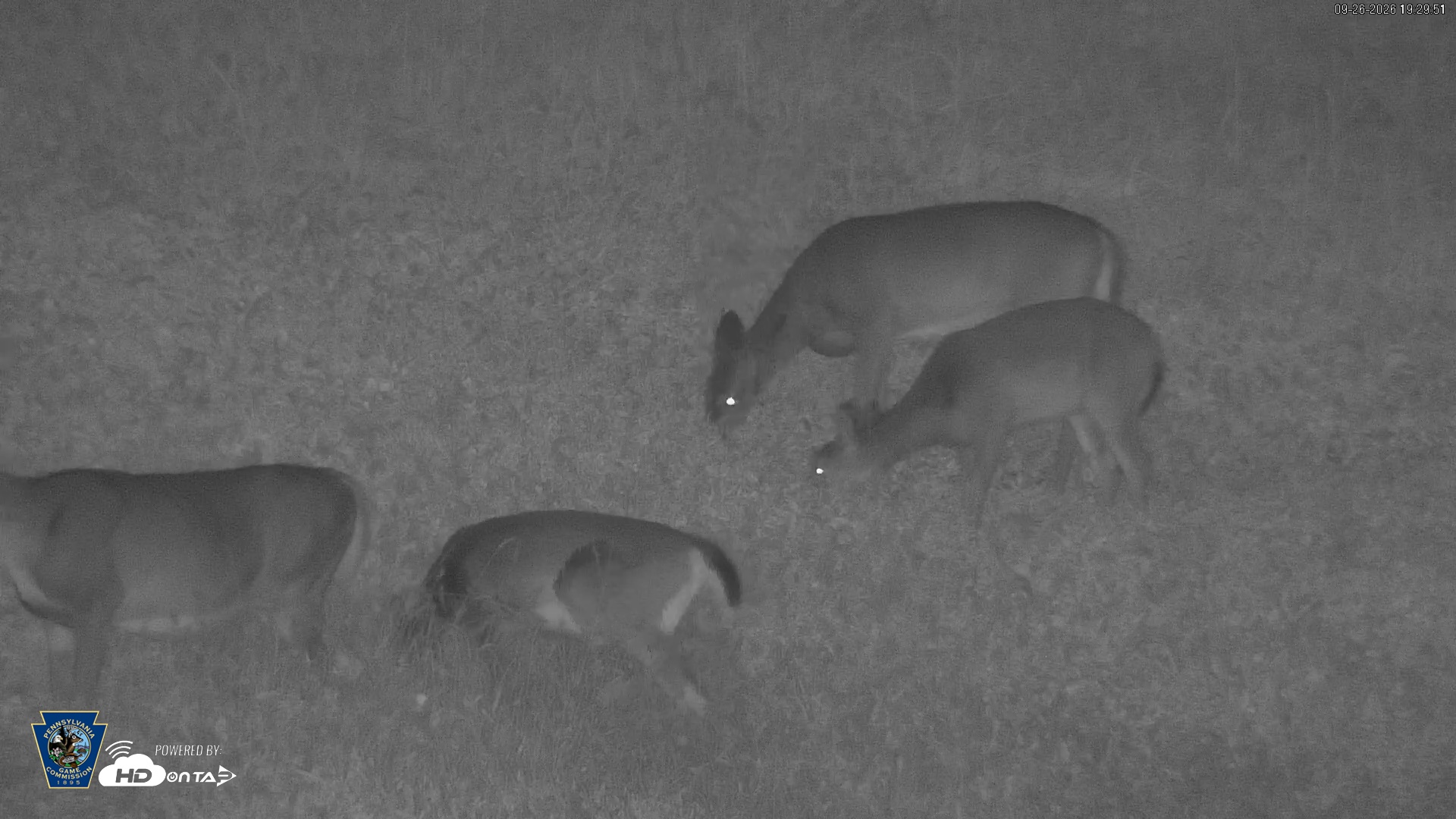 Snapshot of Pennsylvania Elk Live Webcam taken Sep 26, 2026, 7:30pm EDT